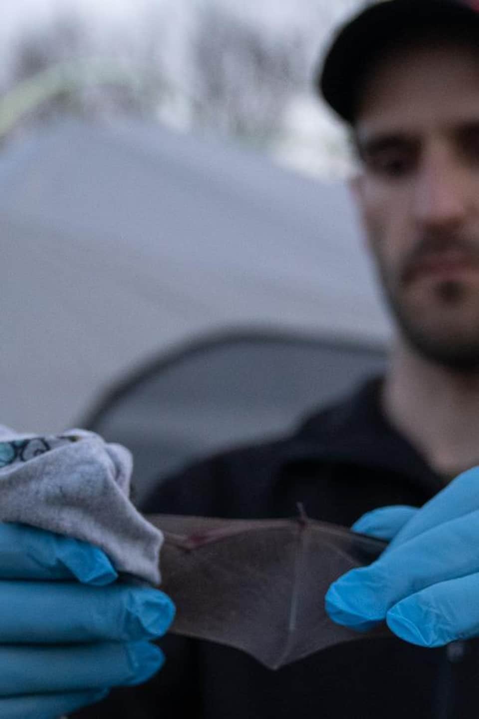 Plan sur une aile de chauve-souris