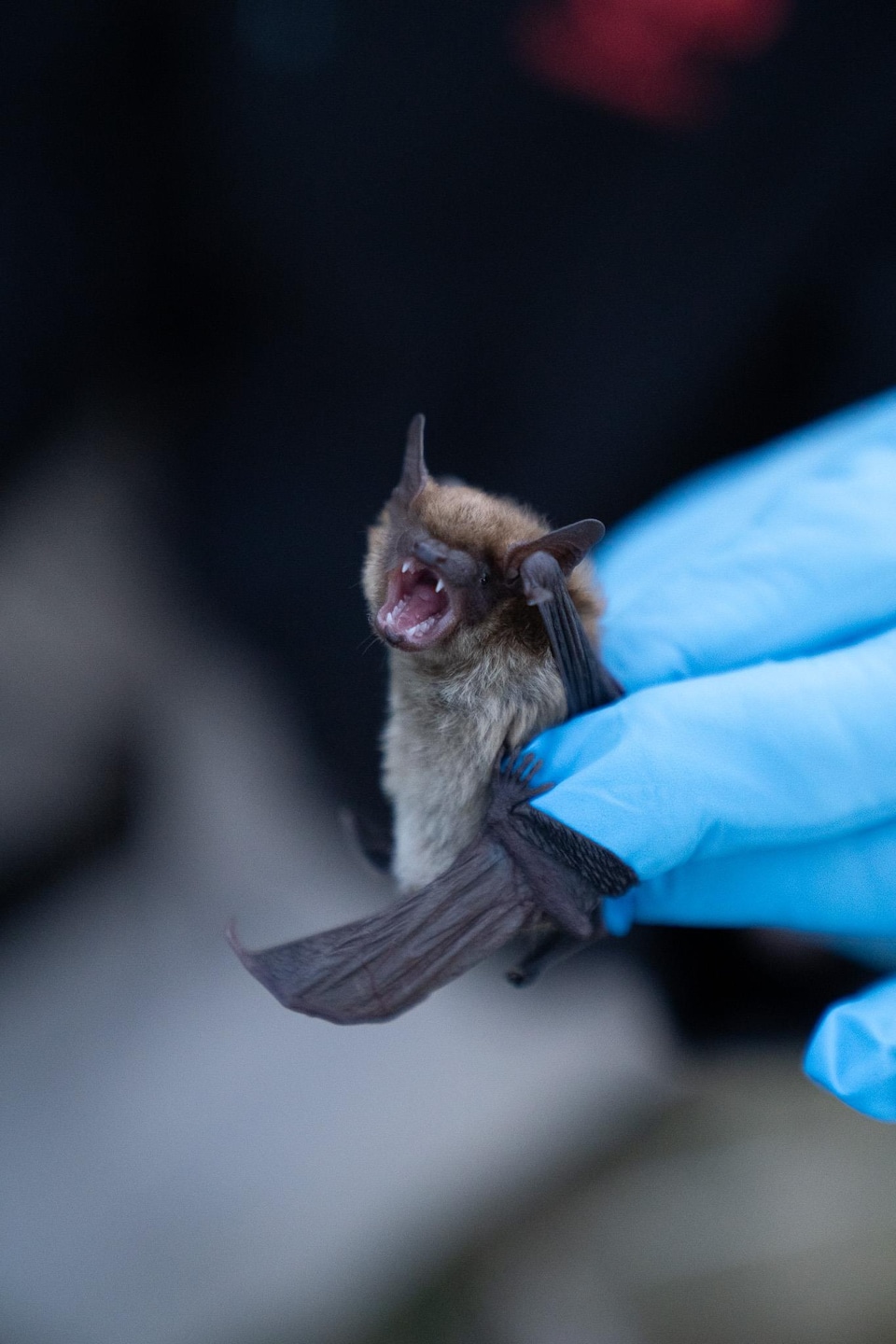 Plan rapproché d'une chauve-souris