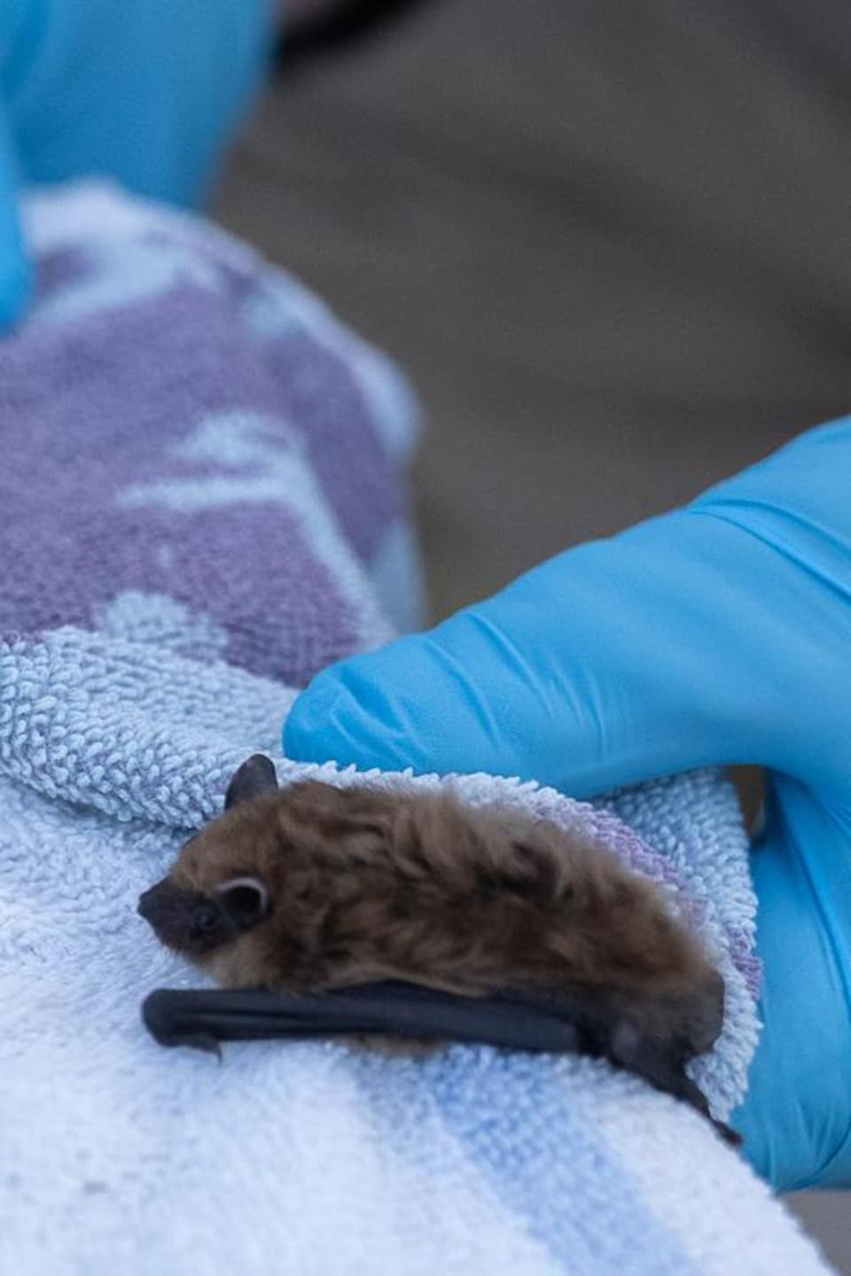 chauve-souris plan rapproché.