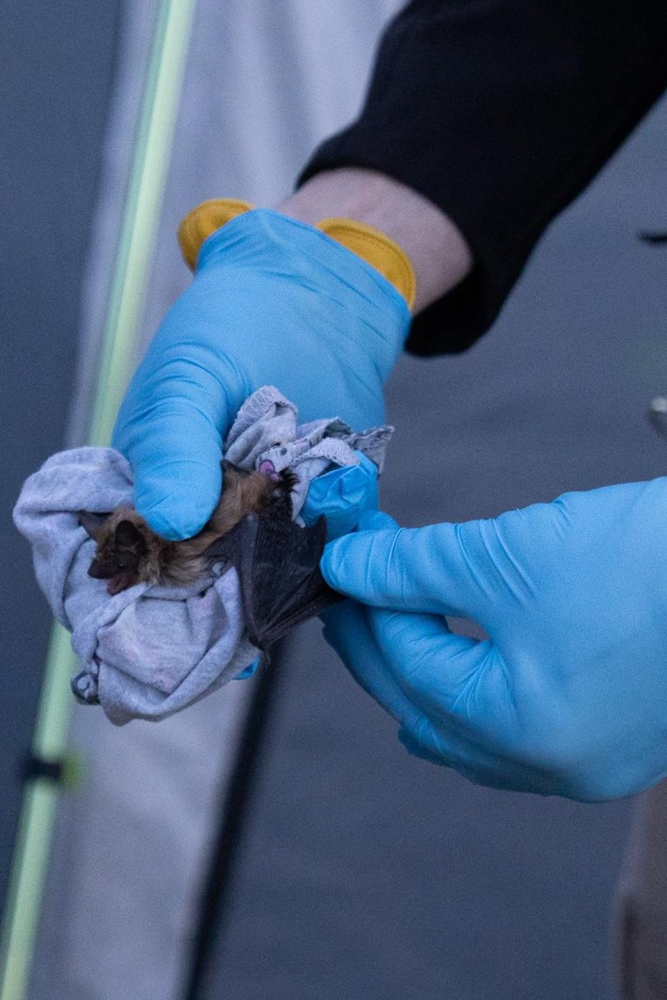 Plan sur des mains qui étudie une chauve-souris