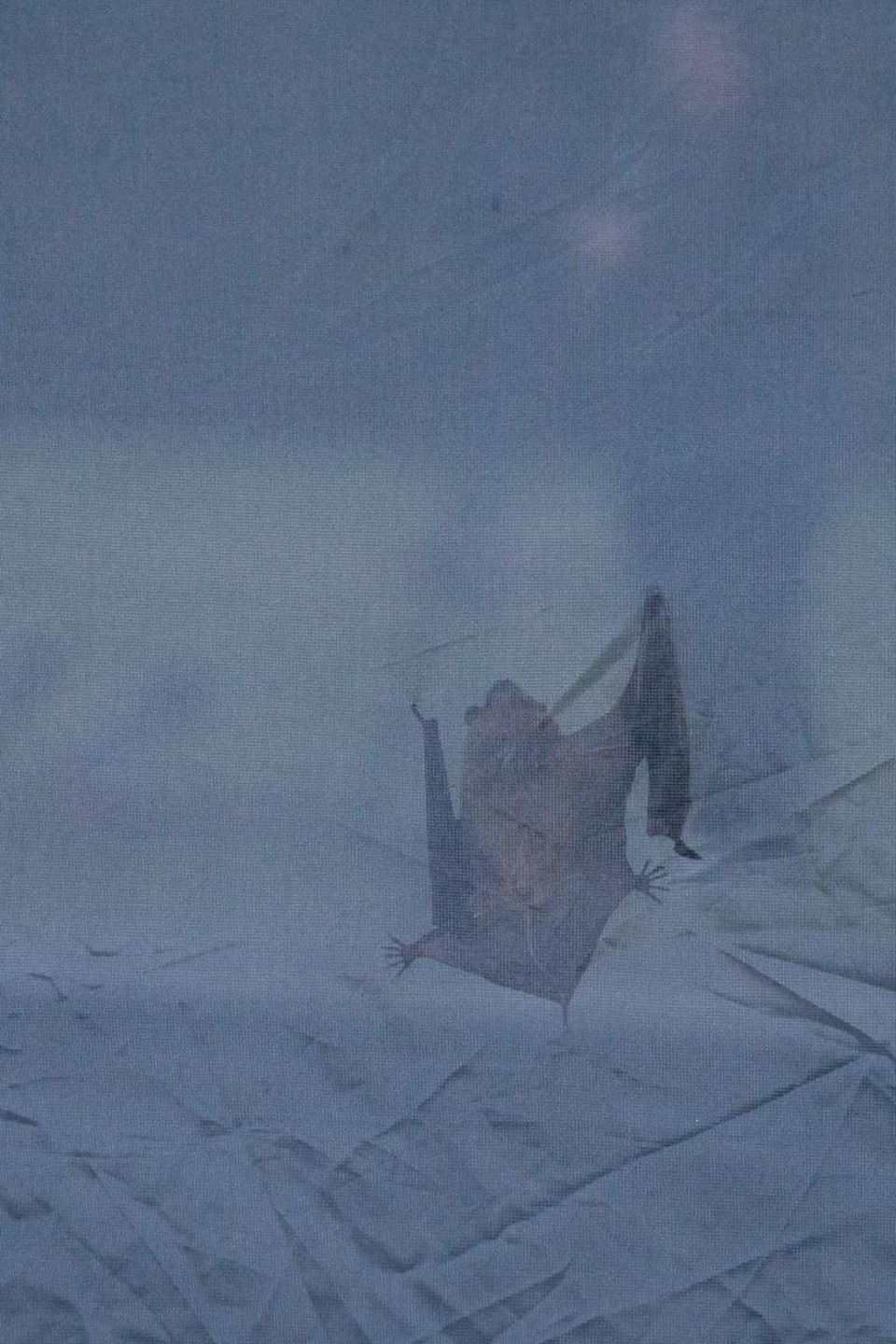 Plan sur une chauve-souris dans une tente.