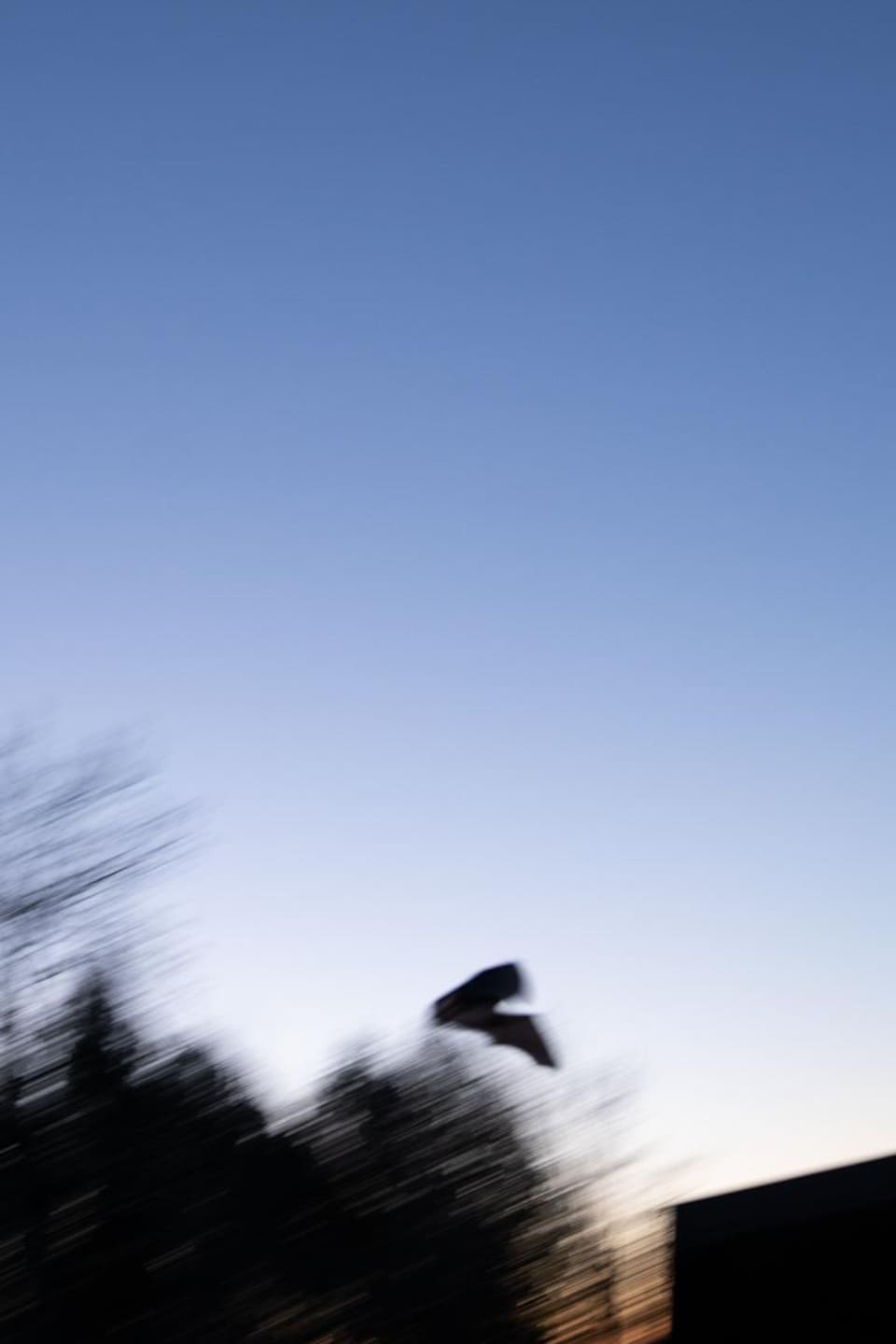 Une chauve-souris vole dans le ciel de Sherbrooke.