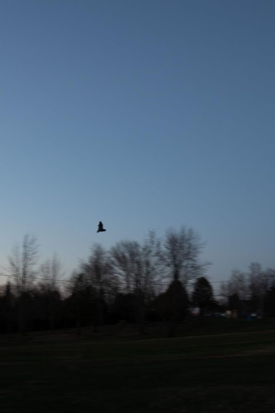 Une chauve-souris dans le ciel à la brunante.