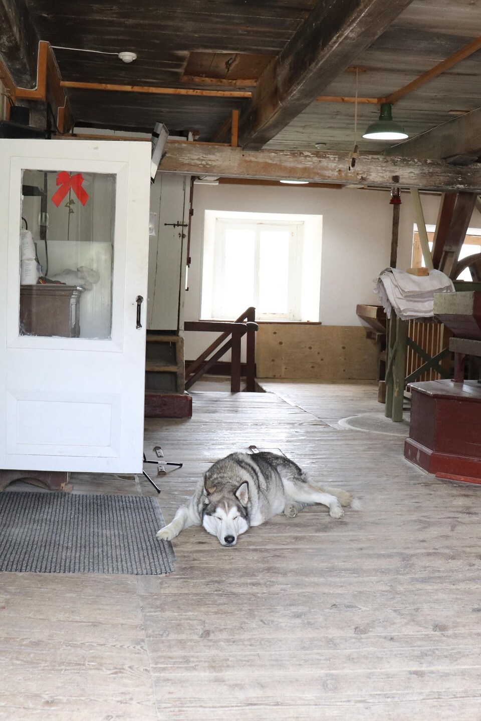 Un chien dort sur le plancher du moulin.