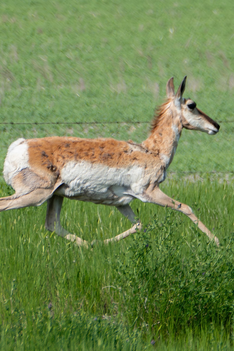 Une antilope au galop dans un champ