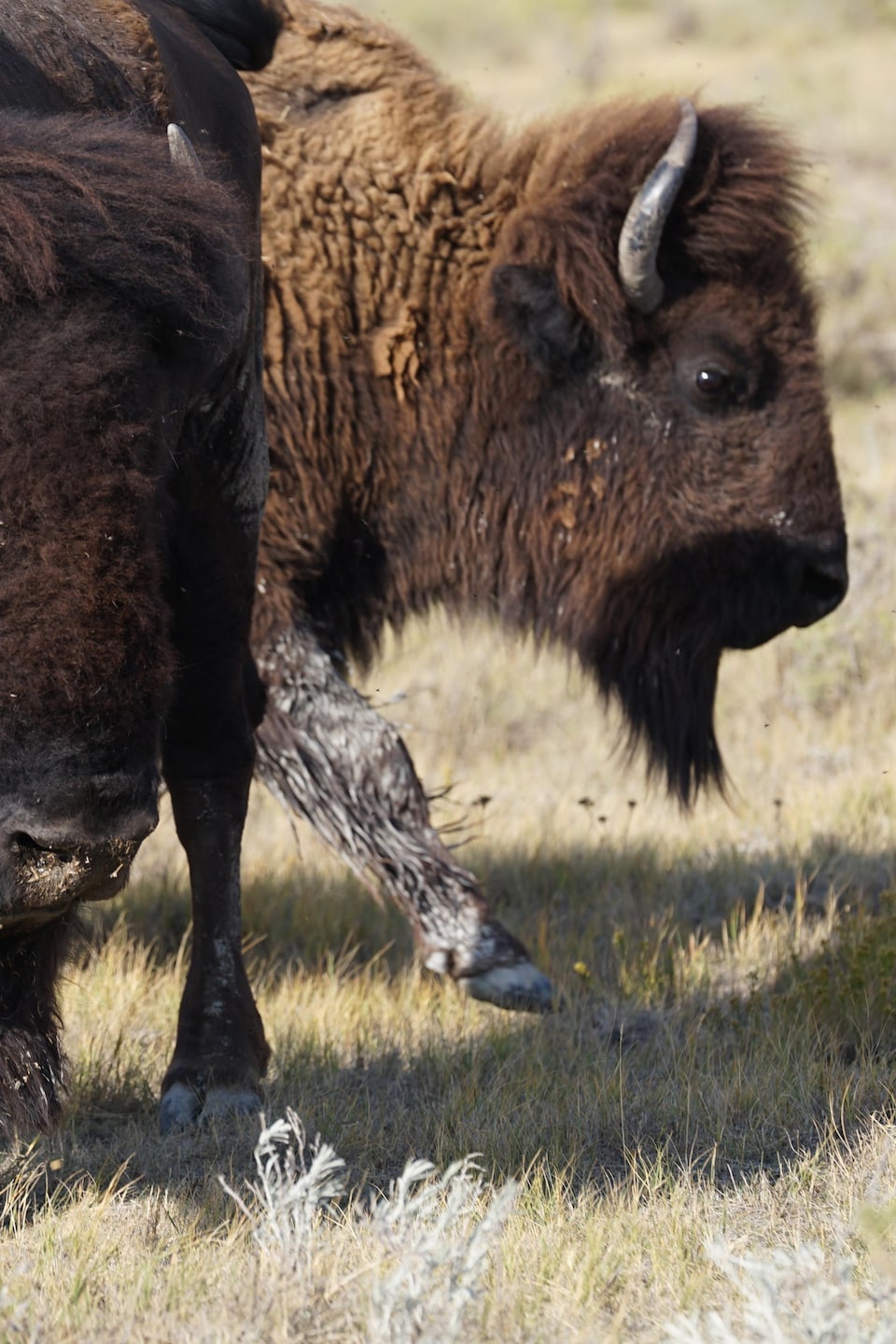 Des bisons dans un champ