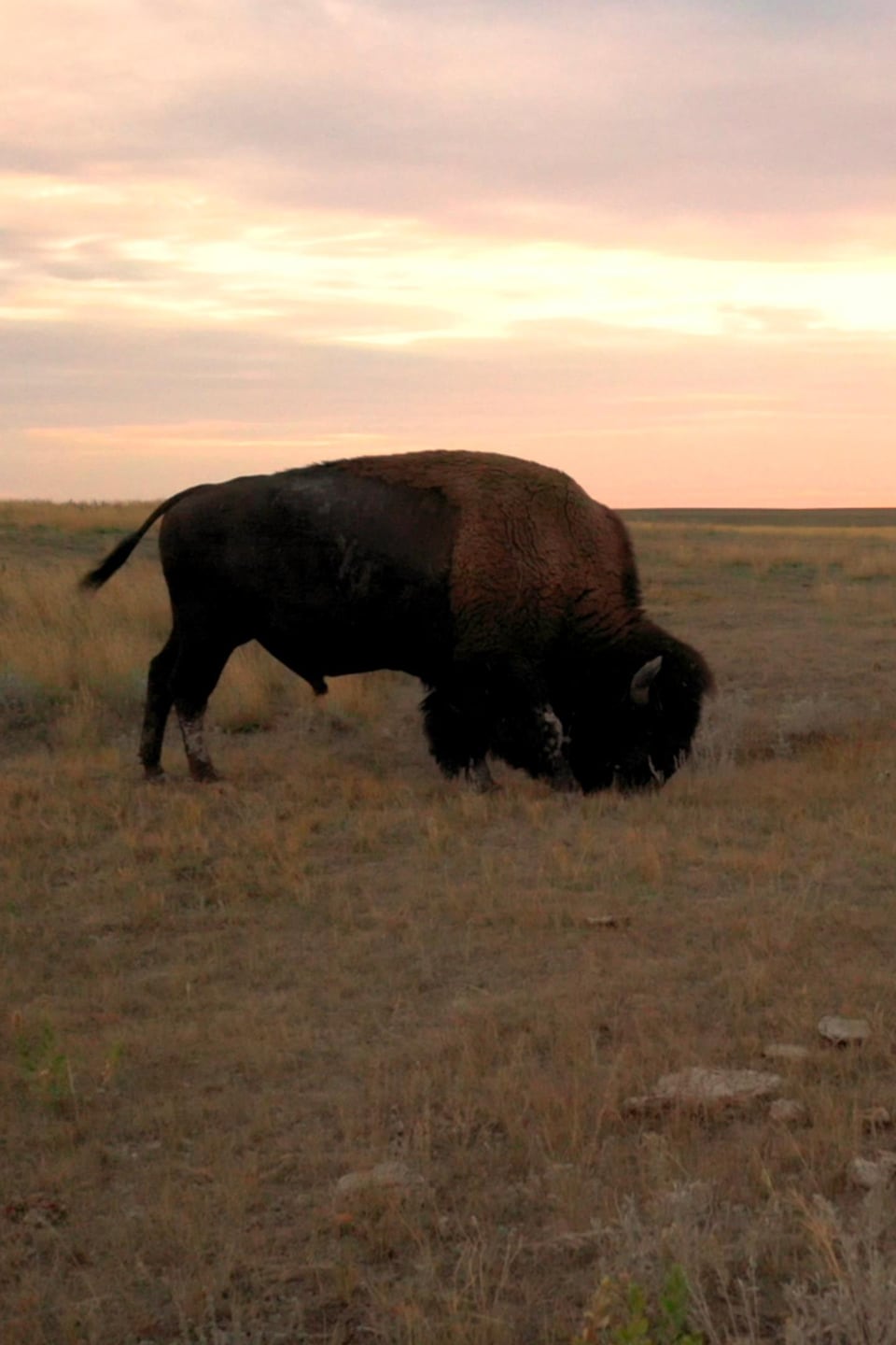 Un bison dans la prairie