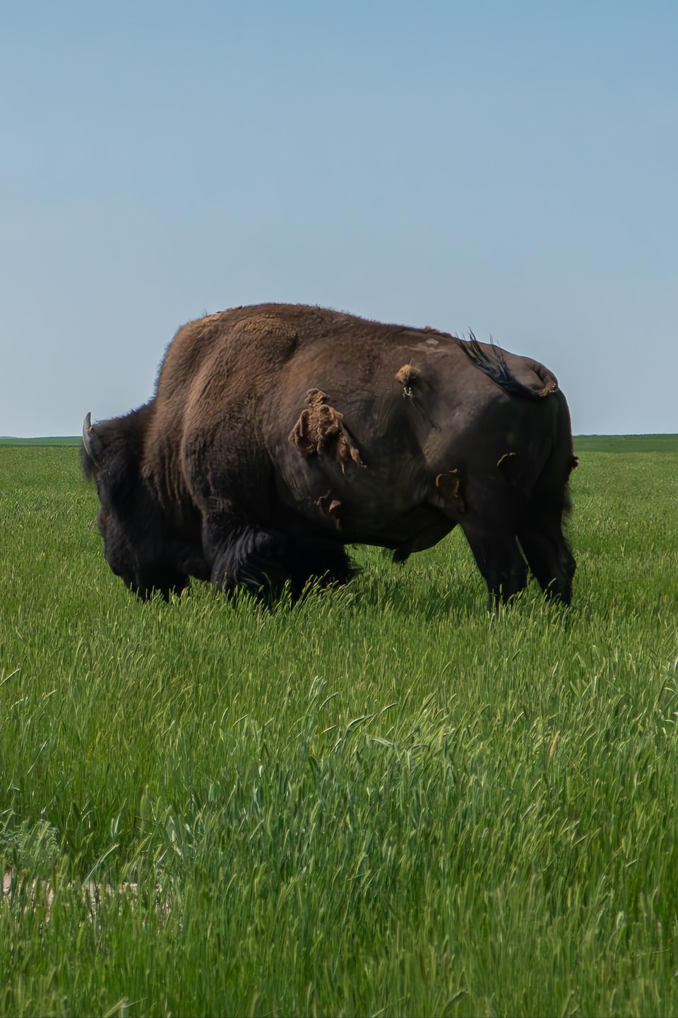 Un bison