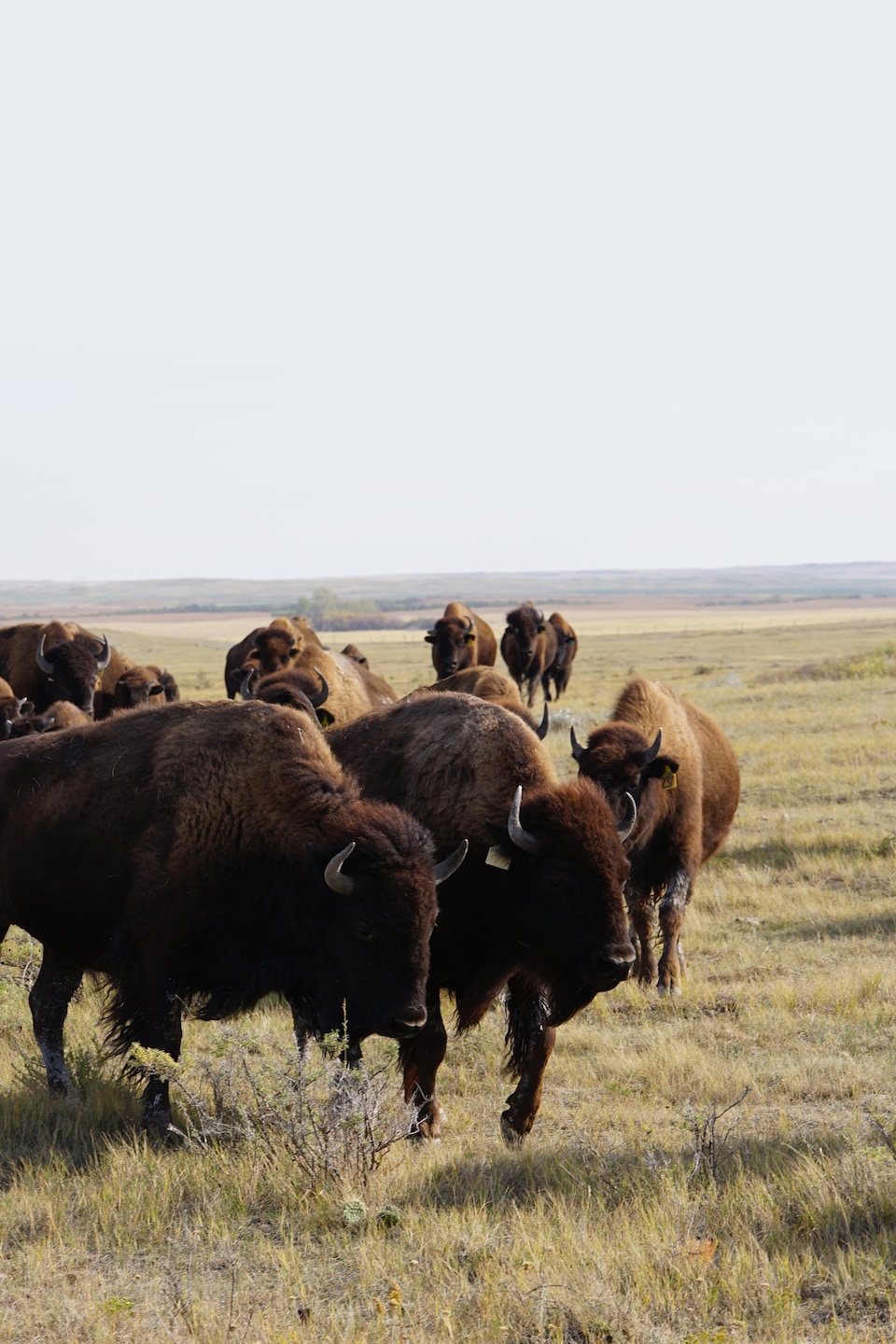 Des bisons dans une prairie
