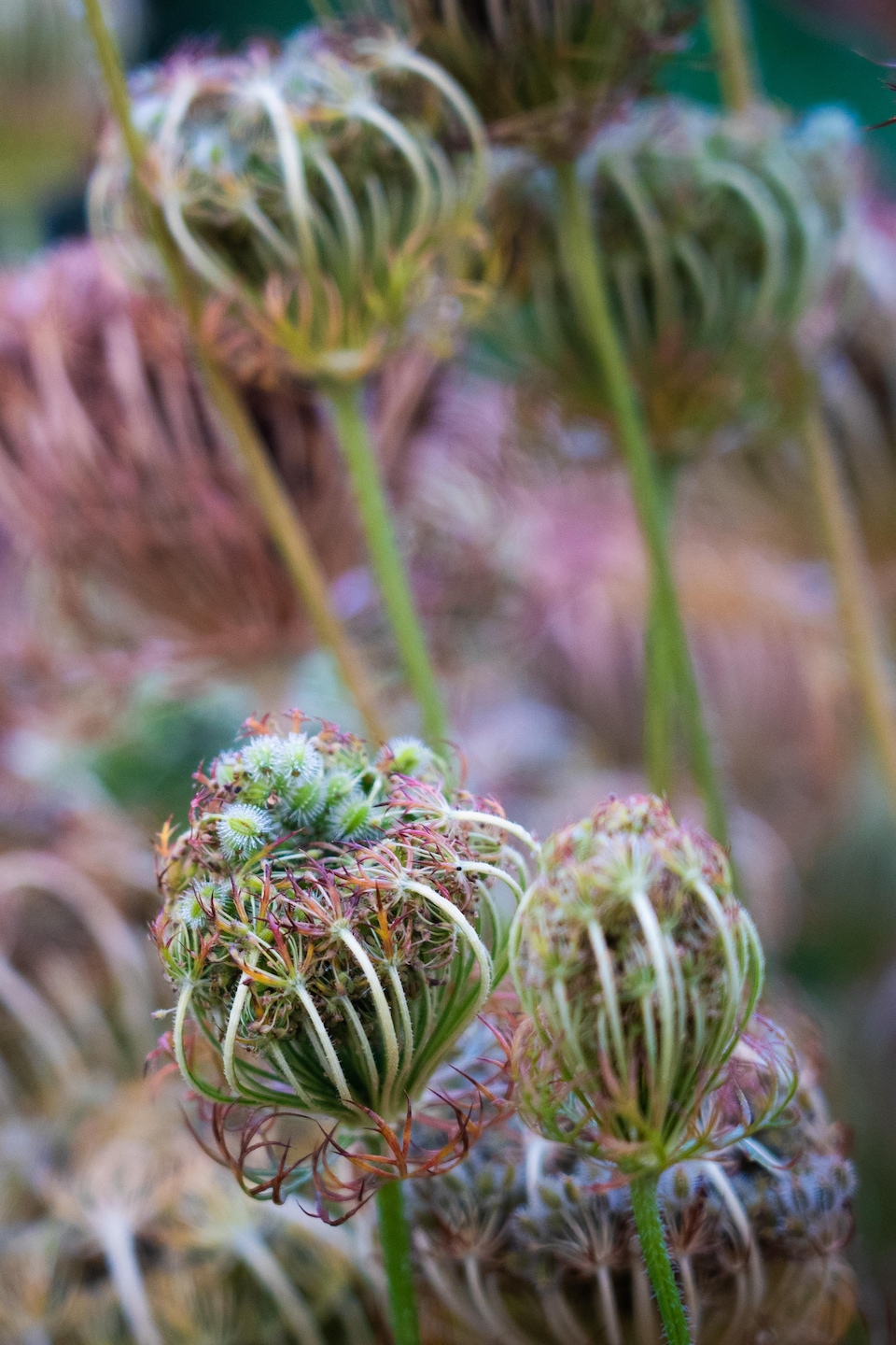 Des fleurs de carottes, à la ferme Metchosin, dans le sud de l'île de Vancouver, en août 2024.