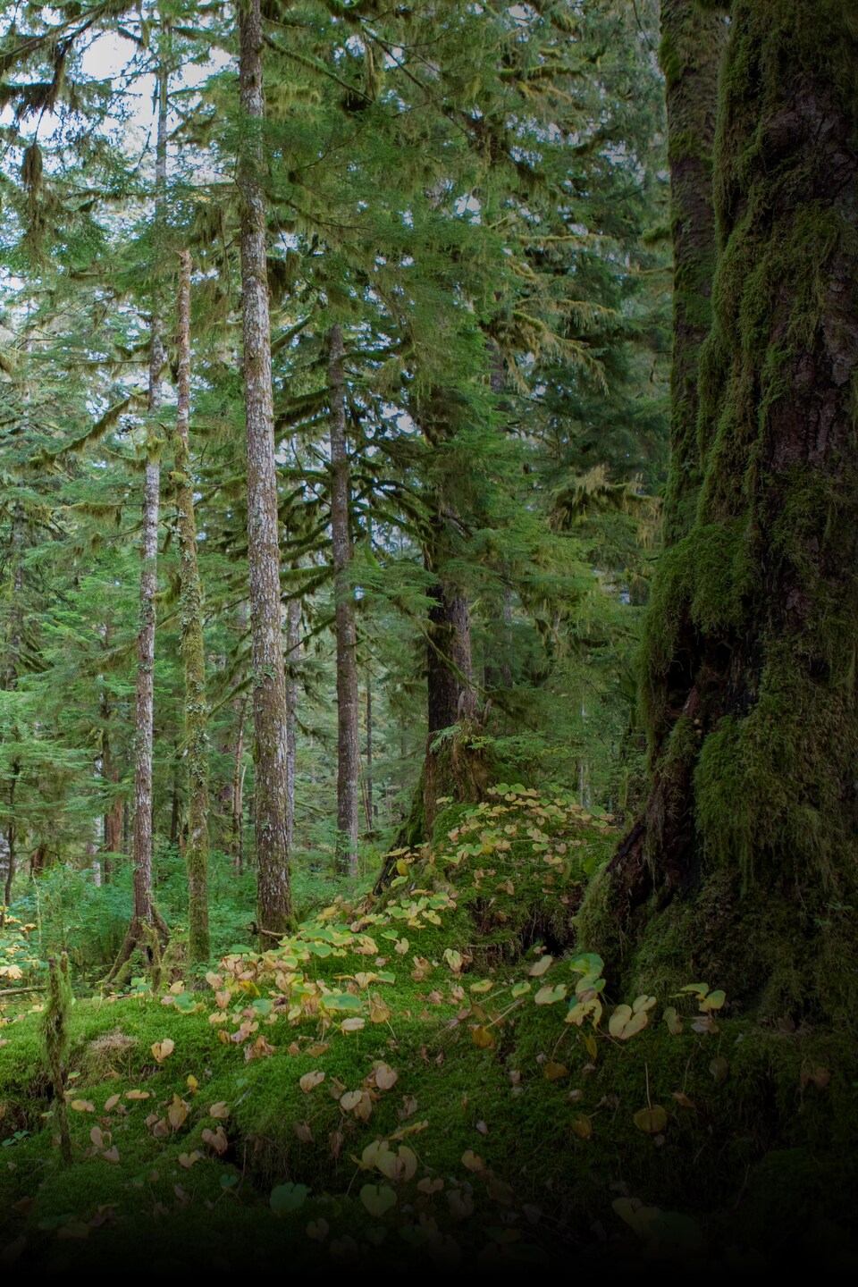 Une forêt pluviale avec les arbres et le sol recouverts de mousse, près de Klemtu, en Colombie-Britannique, en octobre 2023. 