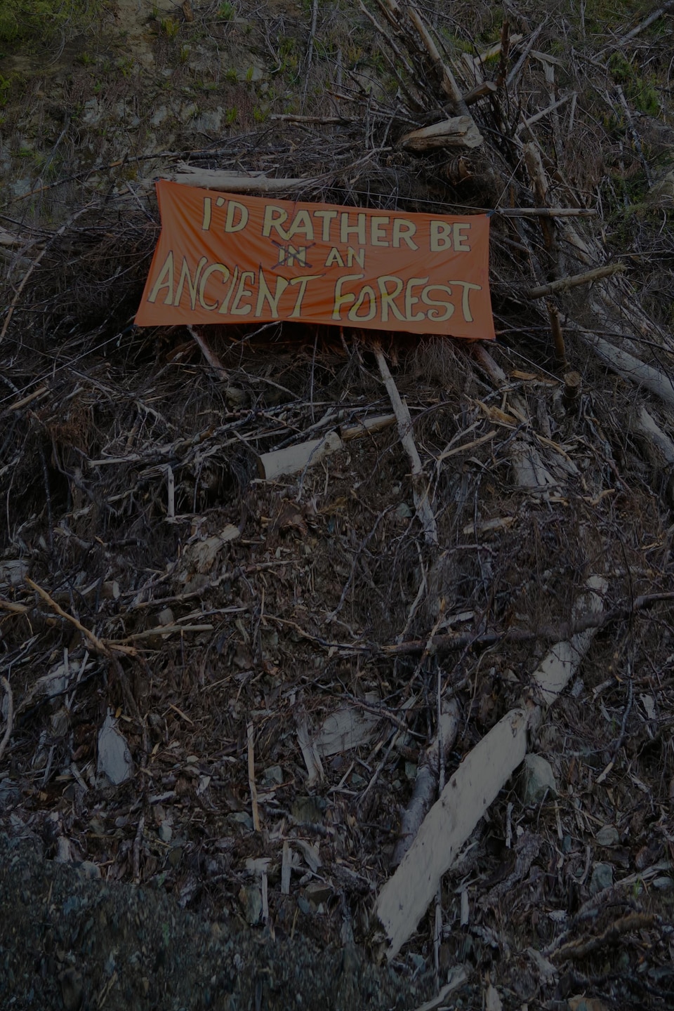 Une affiche indiquant "I'd rather be an ancient forest" sur des restes d'arbres coupés.