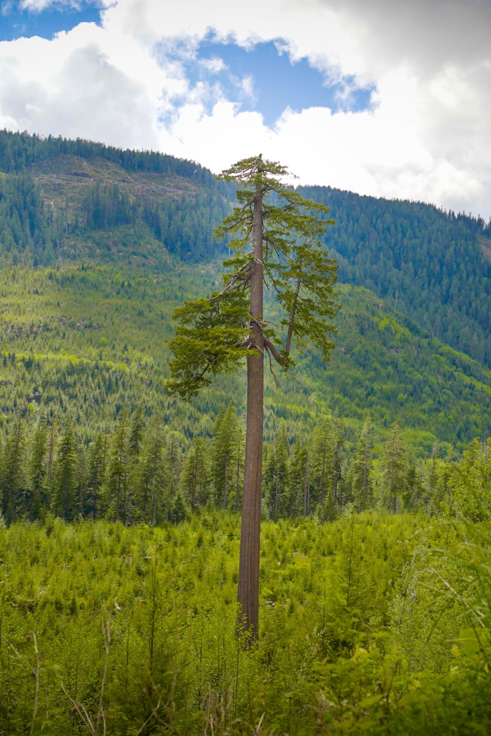 Un arbre ressort de la forêt environnante.