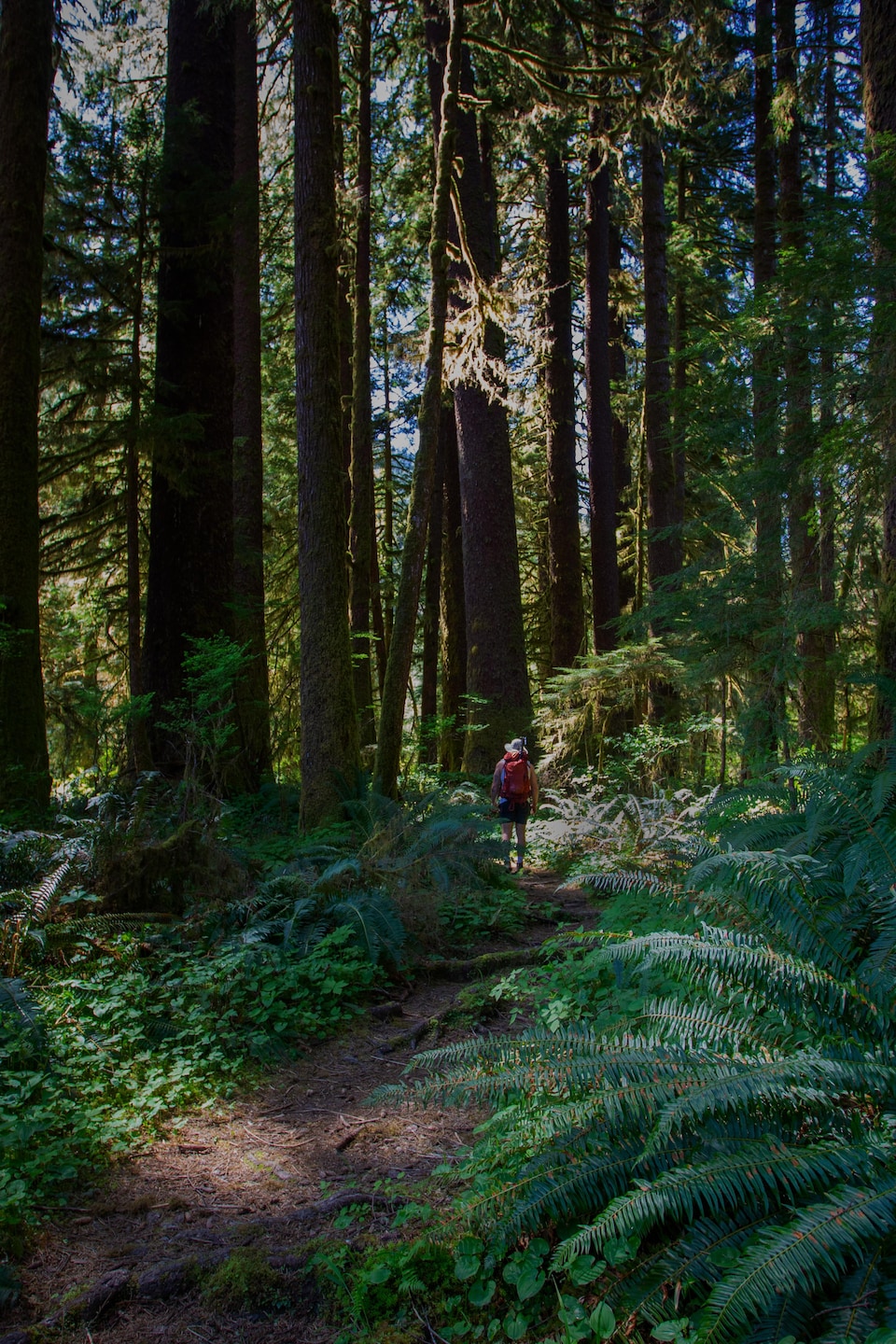 Image d'entête du récit, montrant un homme qui marche dans une forêt d'arbres géants.