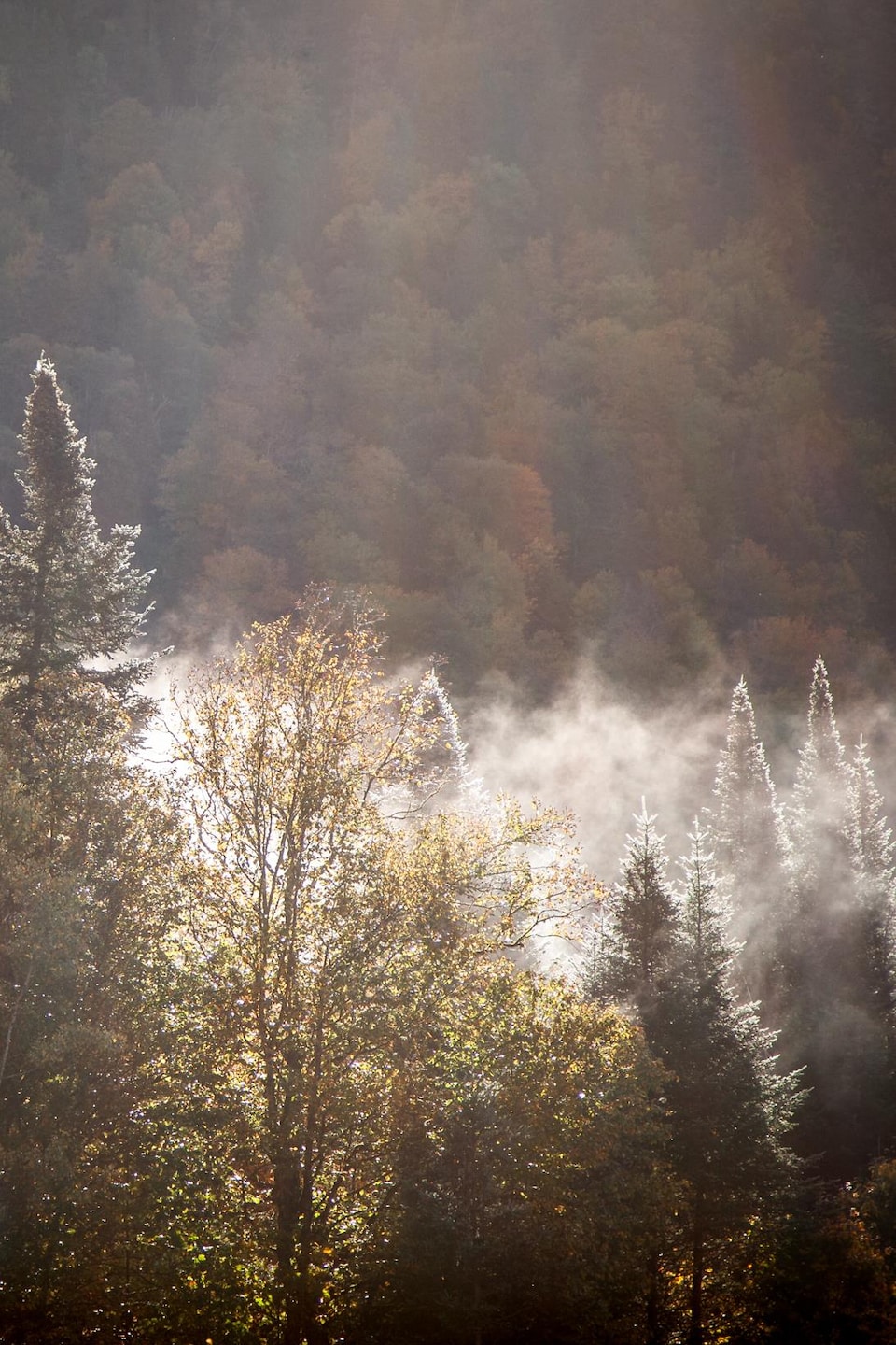 Une mince brume flotte au-dessus des arbres, tôt le matin, dans le parc national de la Jacques-Cartier. 