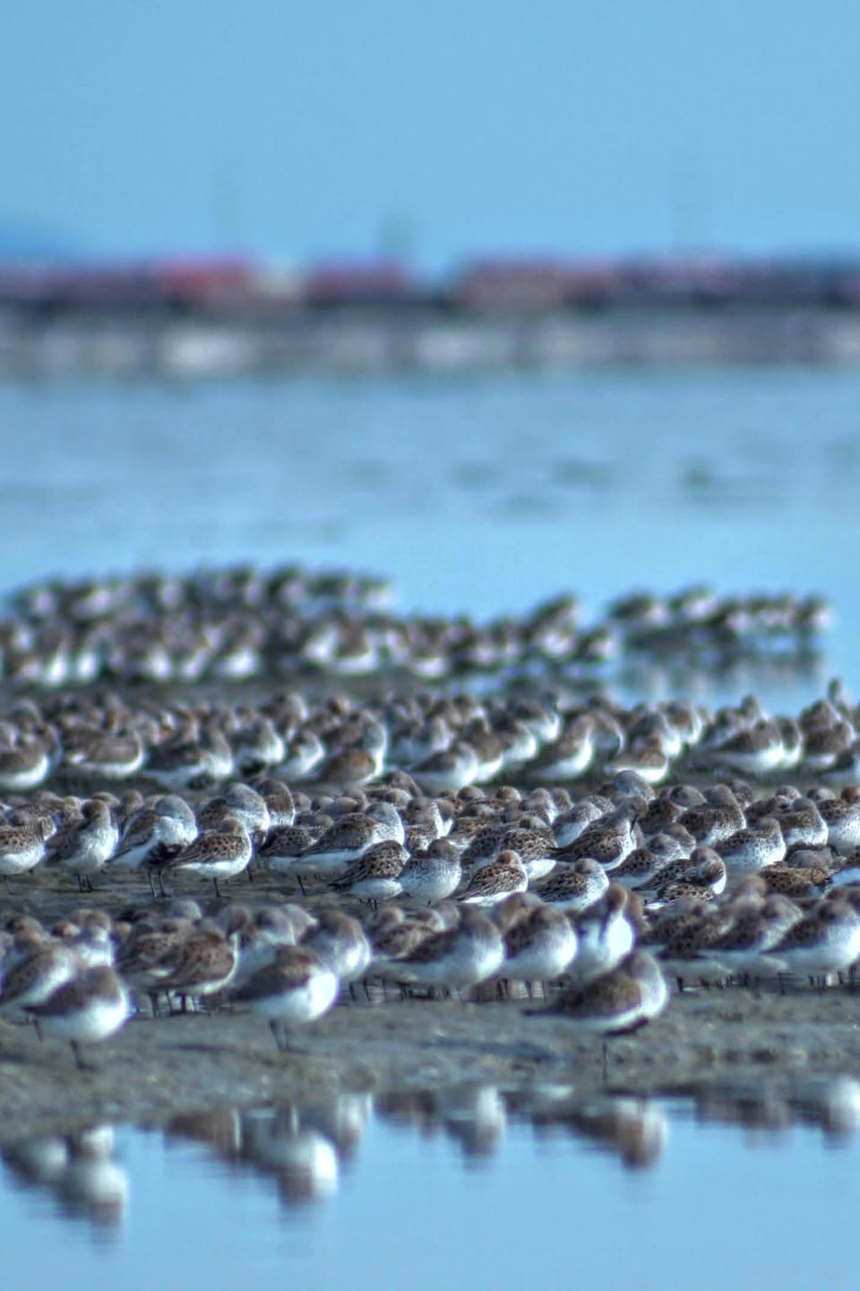 Des bécasseaux sur une rive.