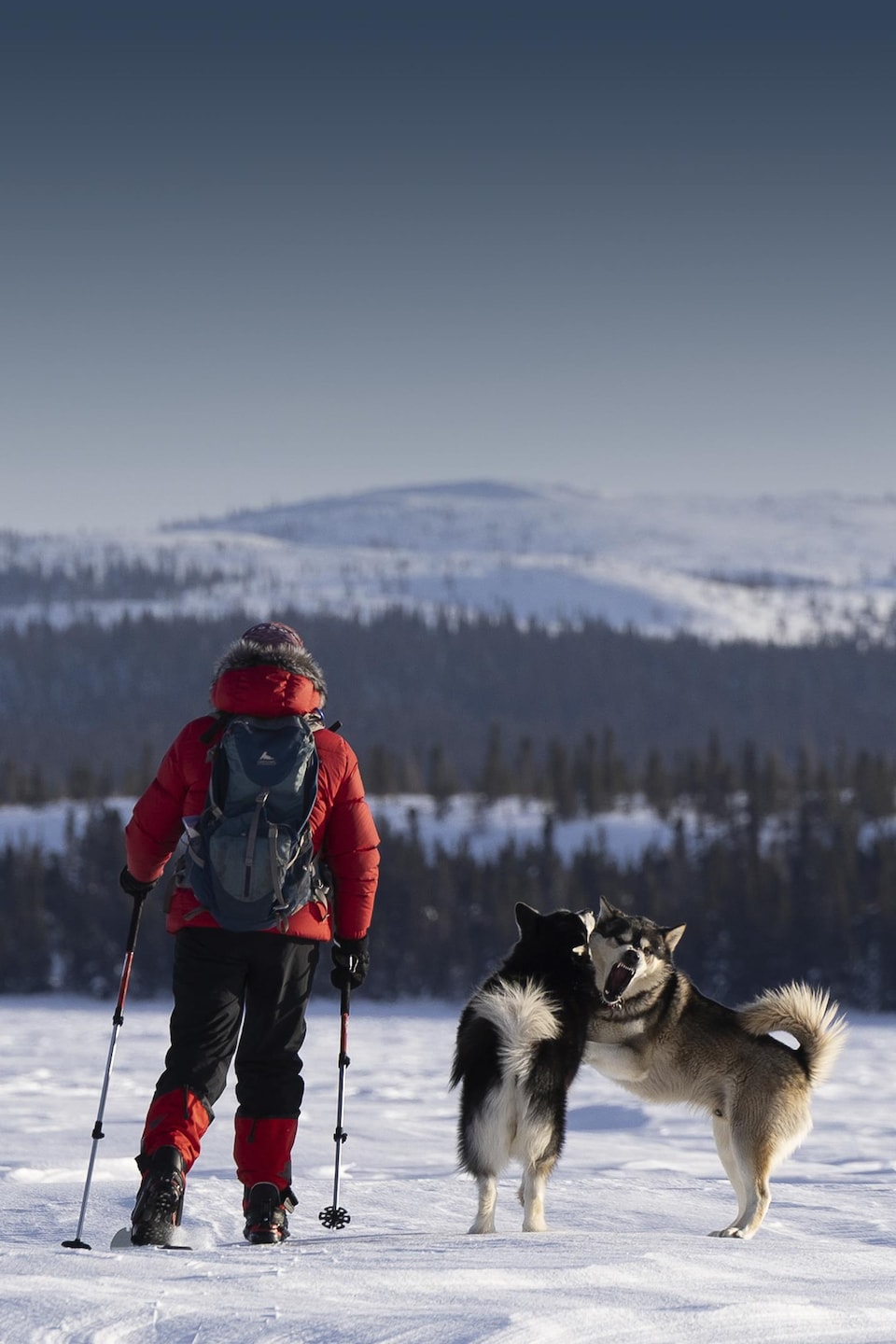 Chantale Dufour, pose de dos alors qu'elle est en ski de fond avec ses deux chiens husky. 