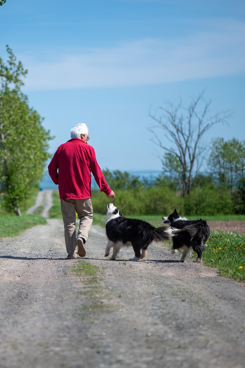 Un homme marche avec deux chiens dans une petite route de campagne. 