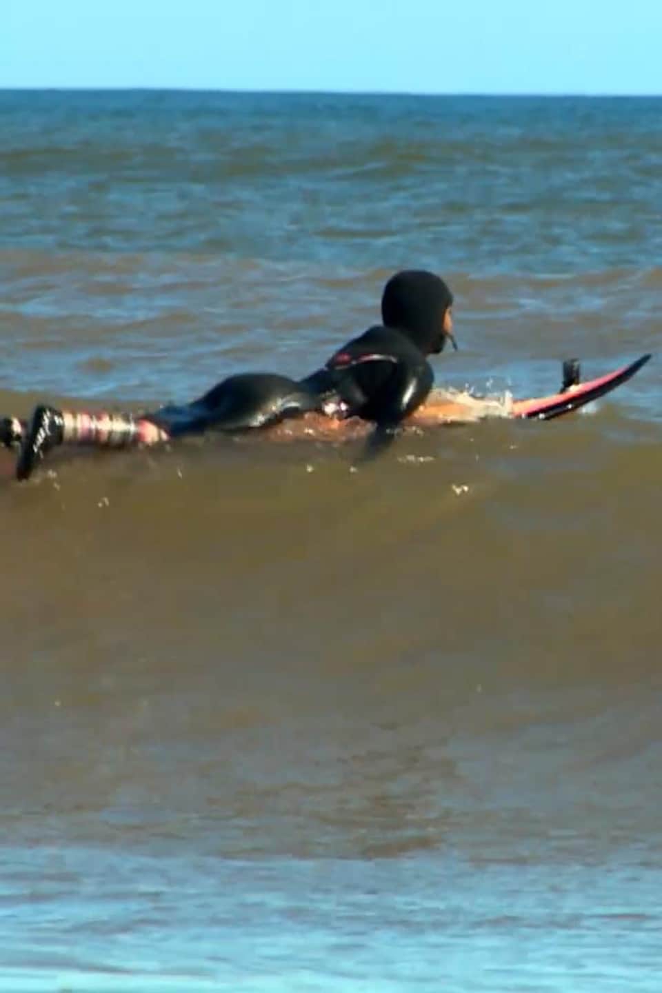 Juniper qui surfe sur une vague.