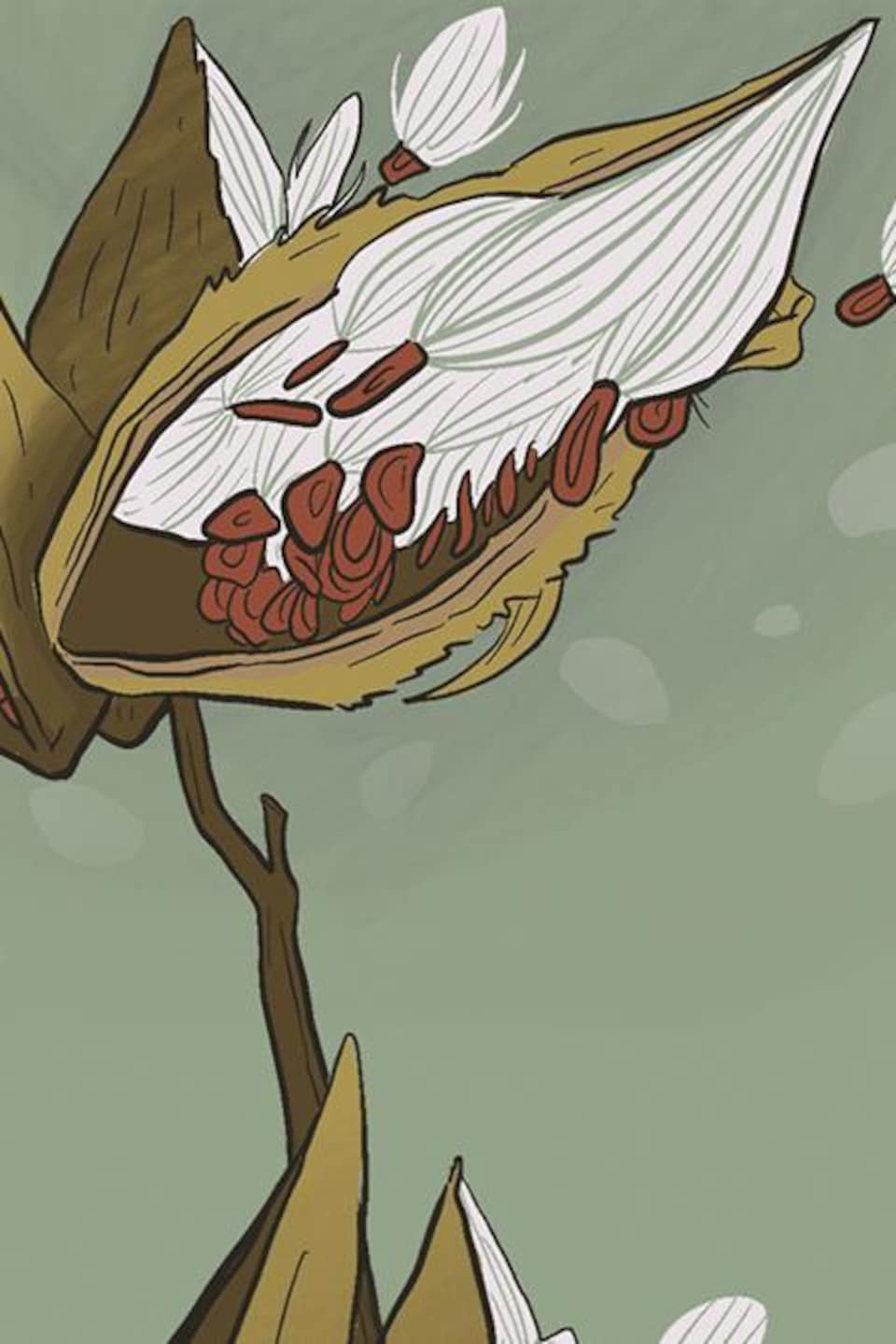 Illustration d'un plant d'asclépiade