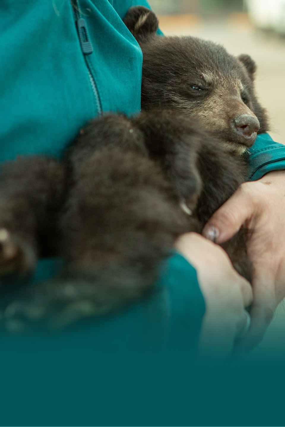 Entête du long format À la rescousse des oursons orphelins, avec un oursons dans les bras d'une bénévole, en juin 2022, en Colombie-Britannique.