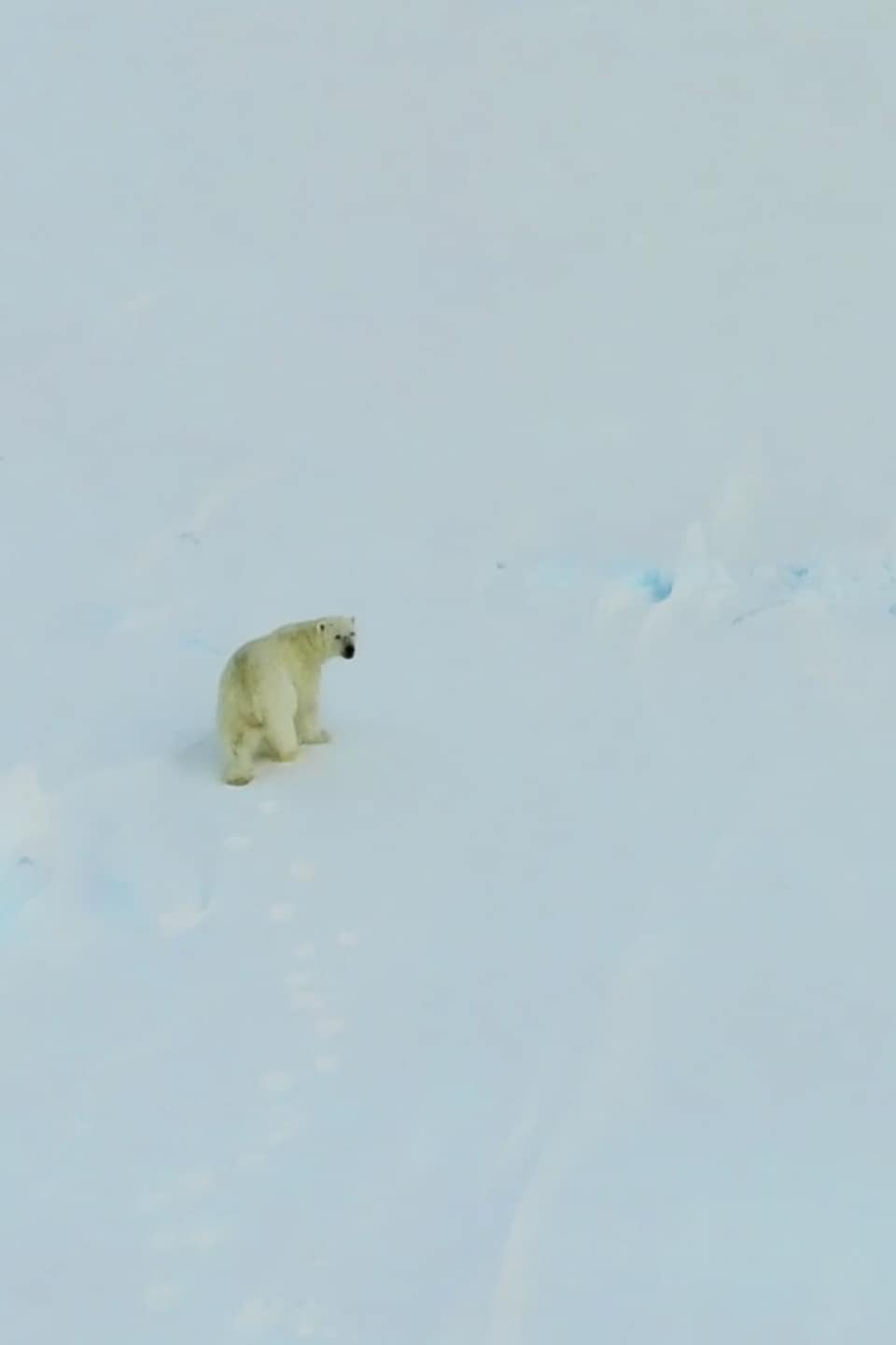 Un ours polaire regarde le drone qui vole au-dessus de lui