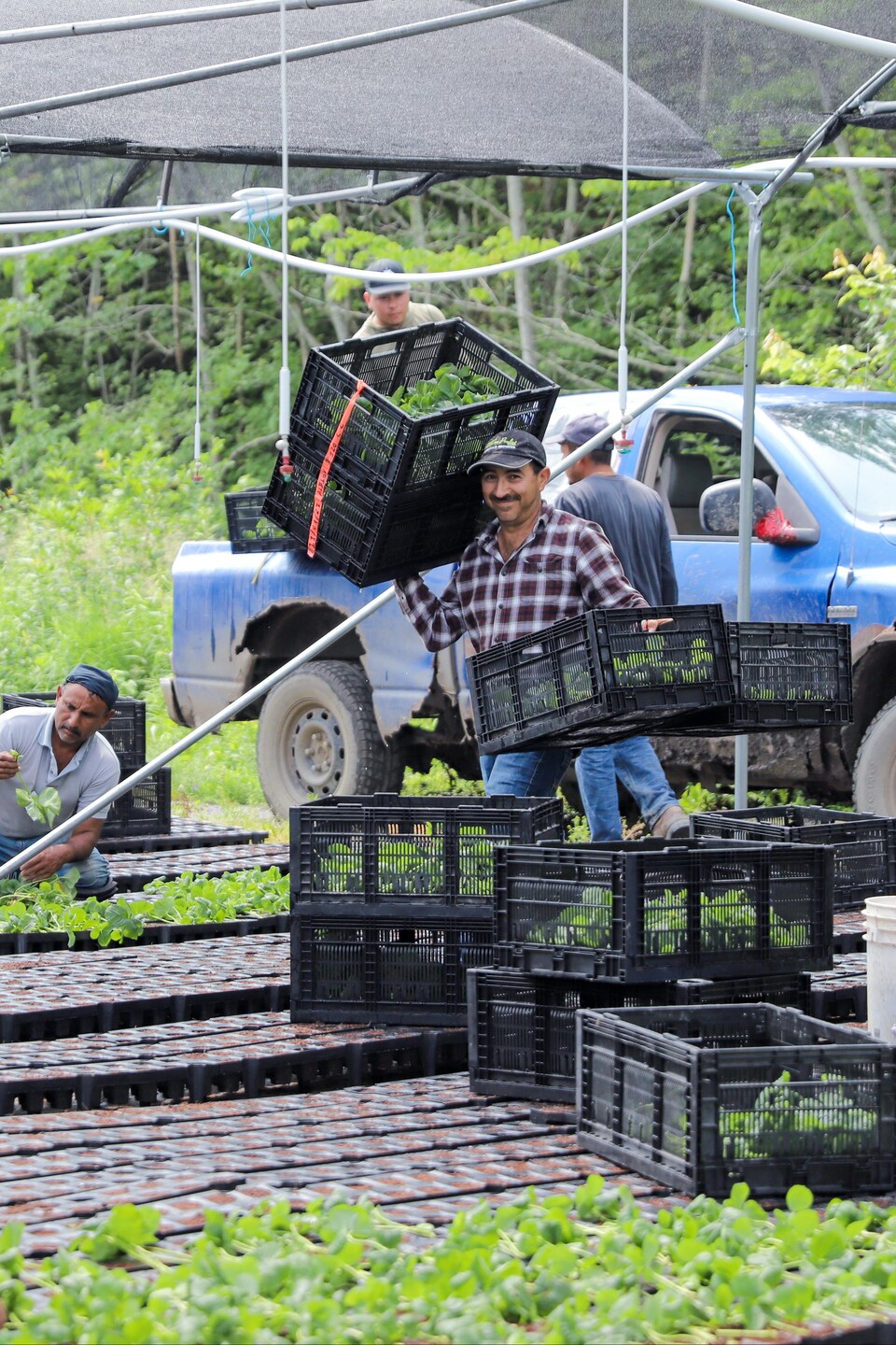 Des travailleurs agricoles saisonniers au travail.