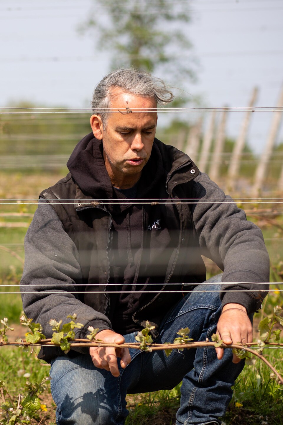 Fred Tremblay regarde l'état de ses vignes après une période de gel.