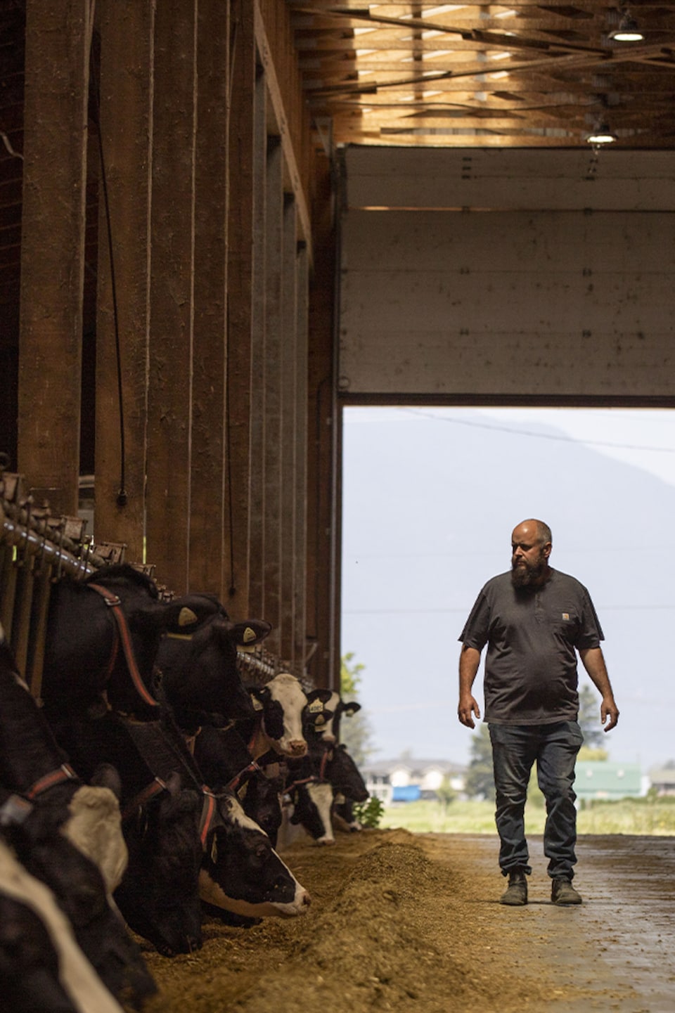George Dick dans sa grange, avec ses vaches qui broutent du foin, à Chilliwack, en Colombie-Britannique, le jeudi 8 juin 2023.  