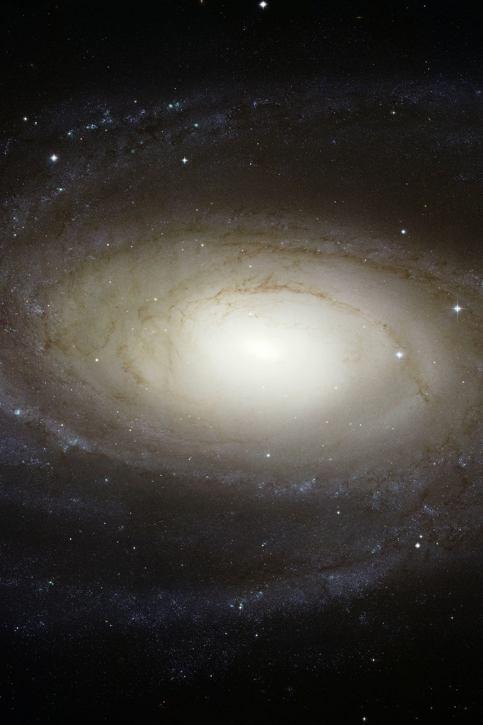 La galaxie spirale M81.