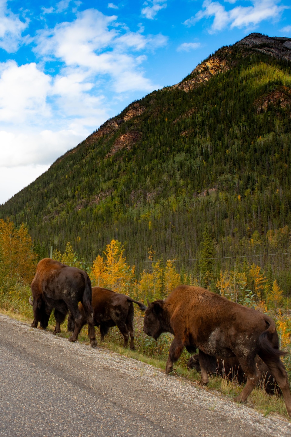 Un troupeau de bisons proche d'une route.