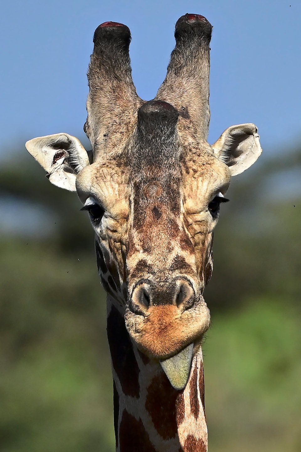 La Girafe Sous La Menace D Une Extinction Silencieuse Radio Canada Ca