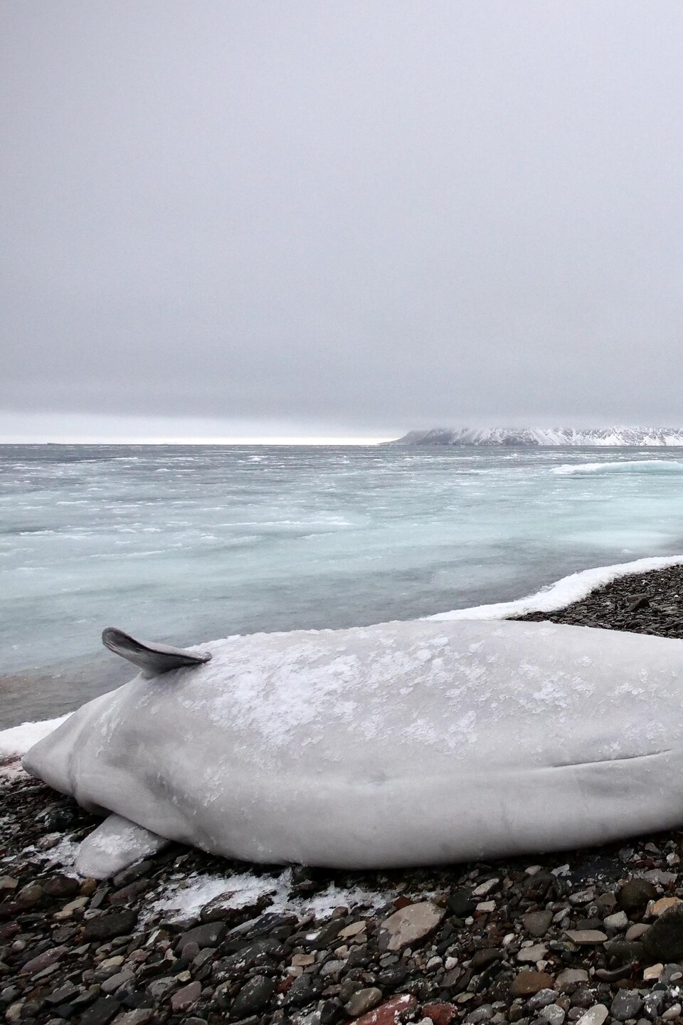 Un beluga sur la berge.