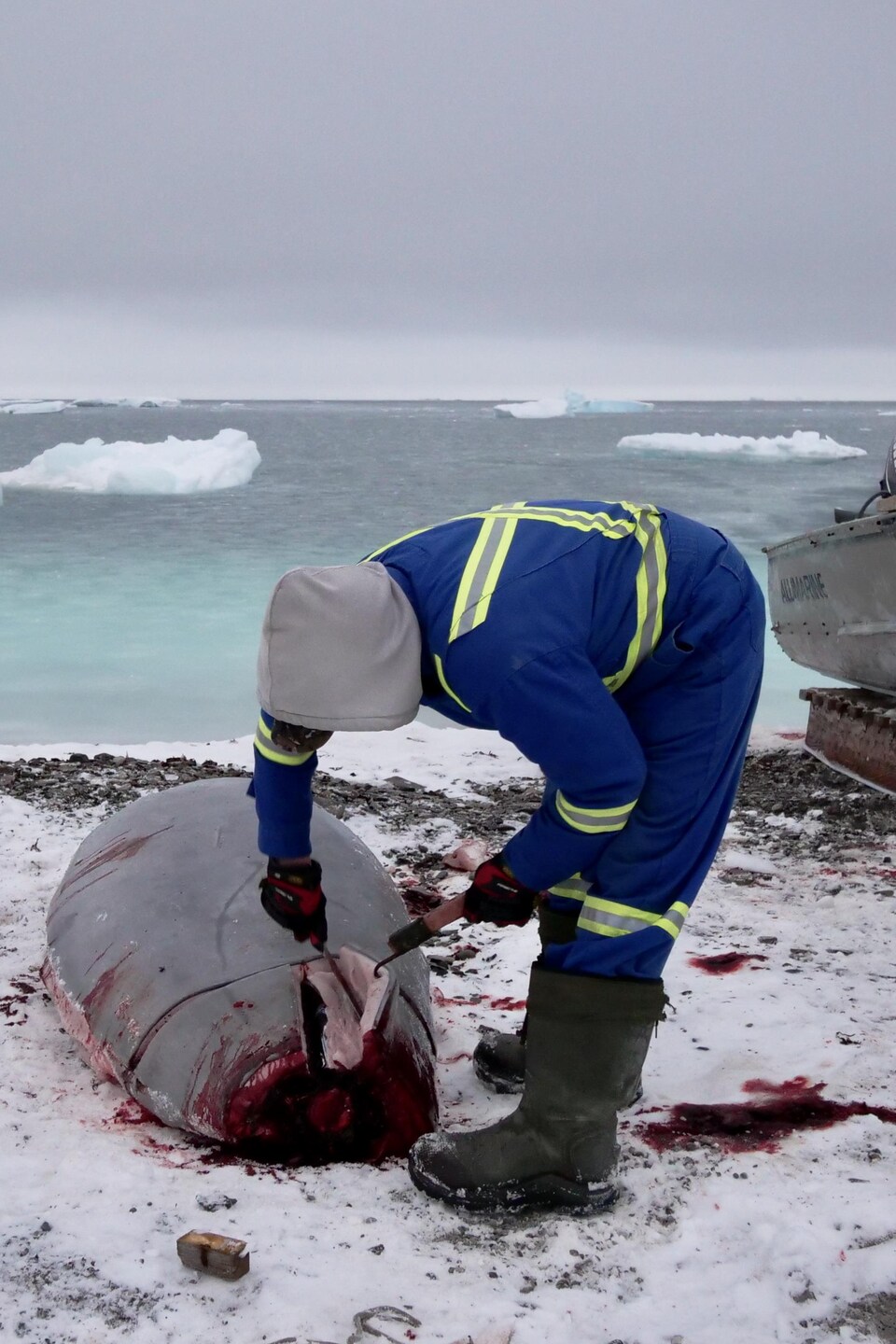 Un chasseur taille un béluga qu'il vient de pêcher près de Grise Fiord.