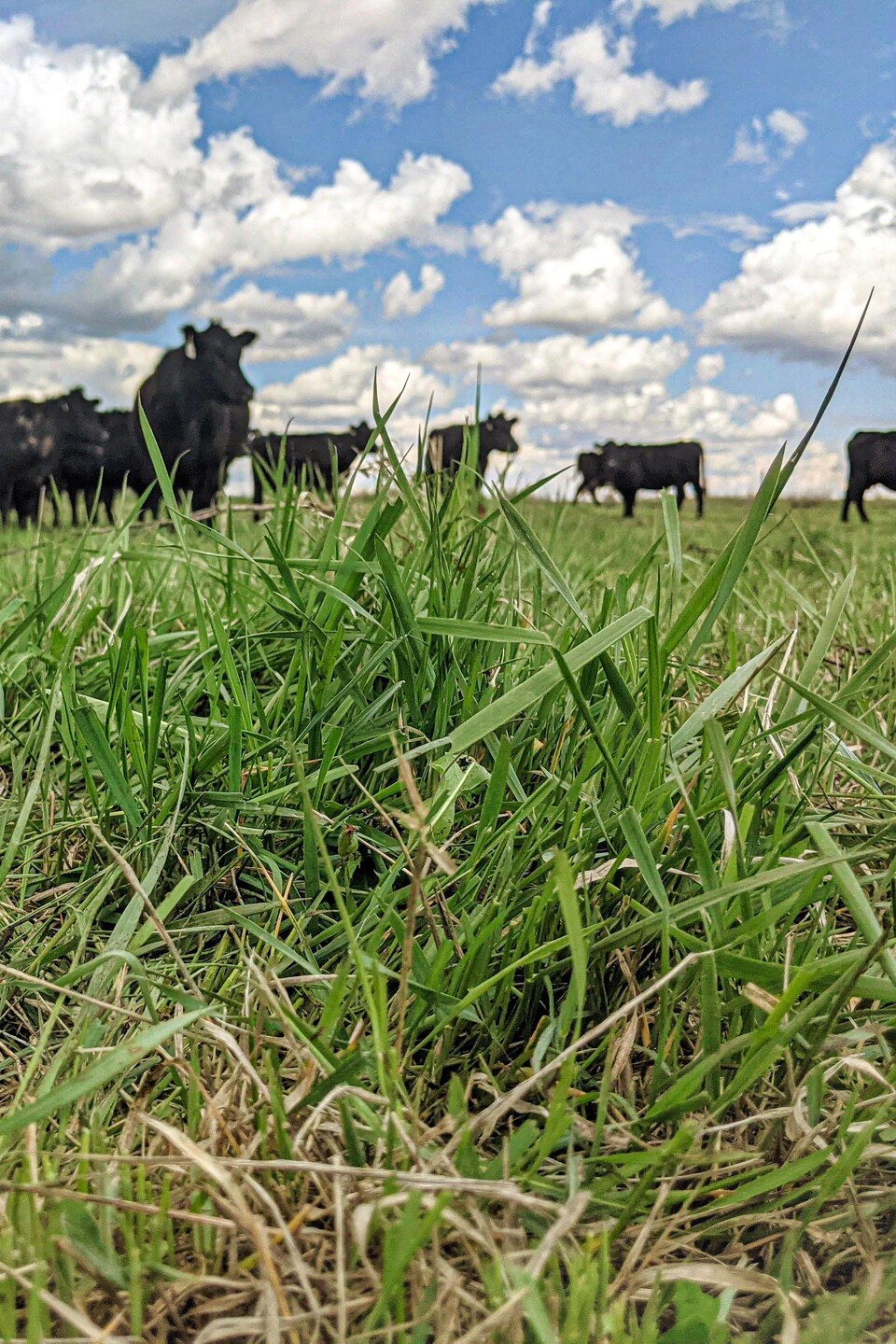 Un pousse d'herbe devant un troupeau de vache le 25 mai 2022.