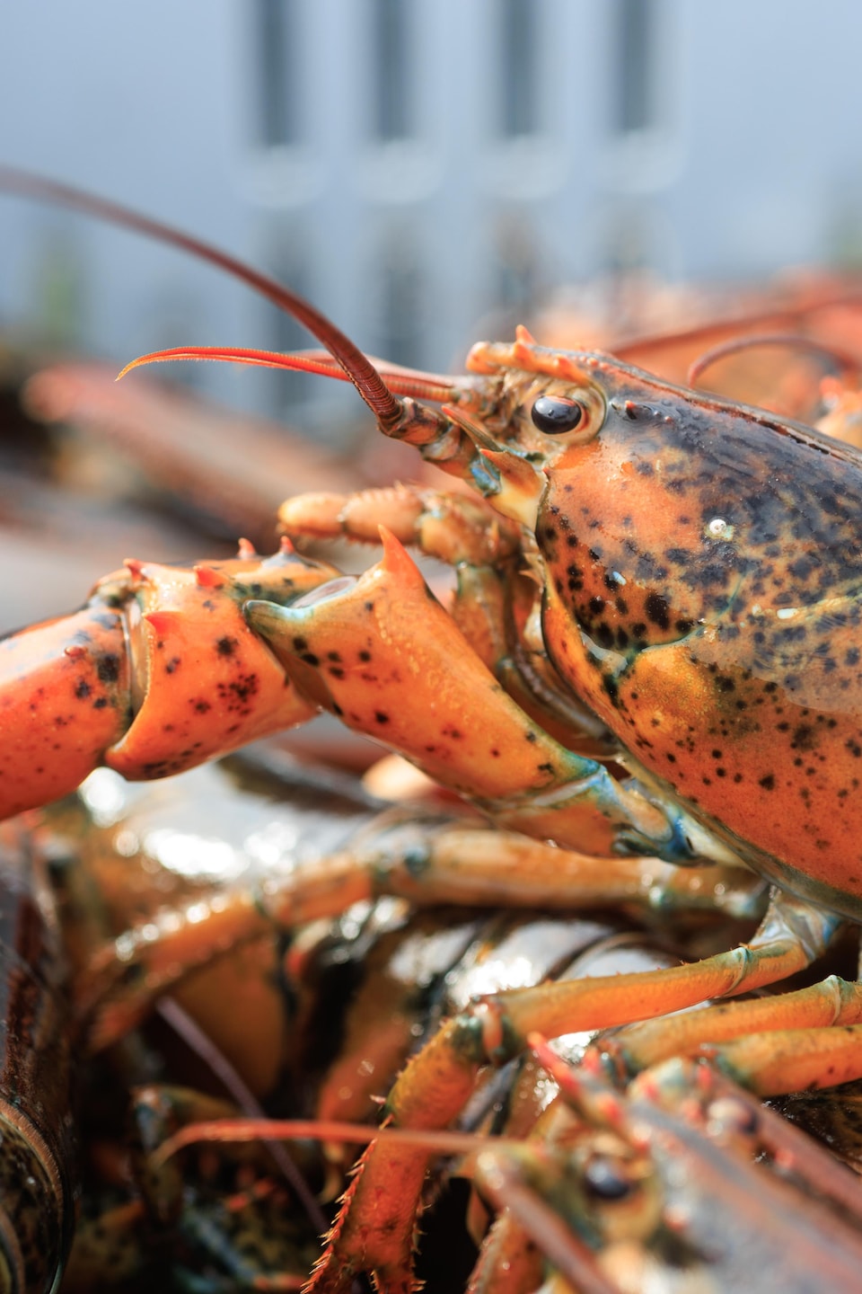 Des homards entassés dans une caisse sur un bateau de pêche.