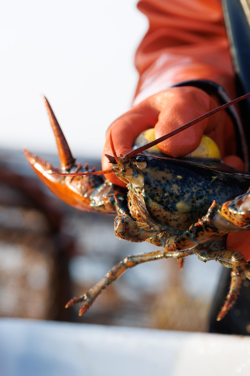 Un homme qui mesure un homard.