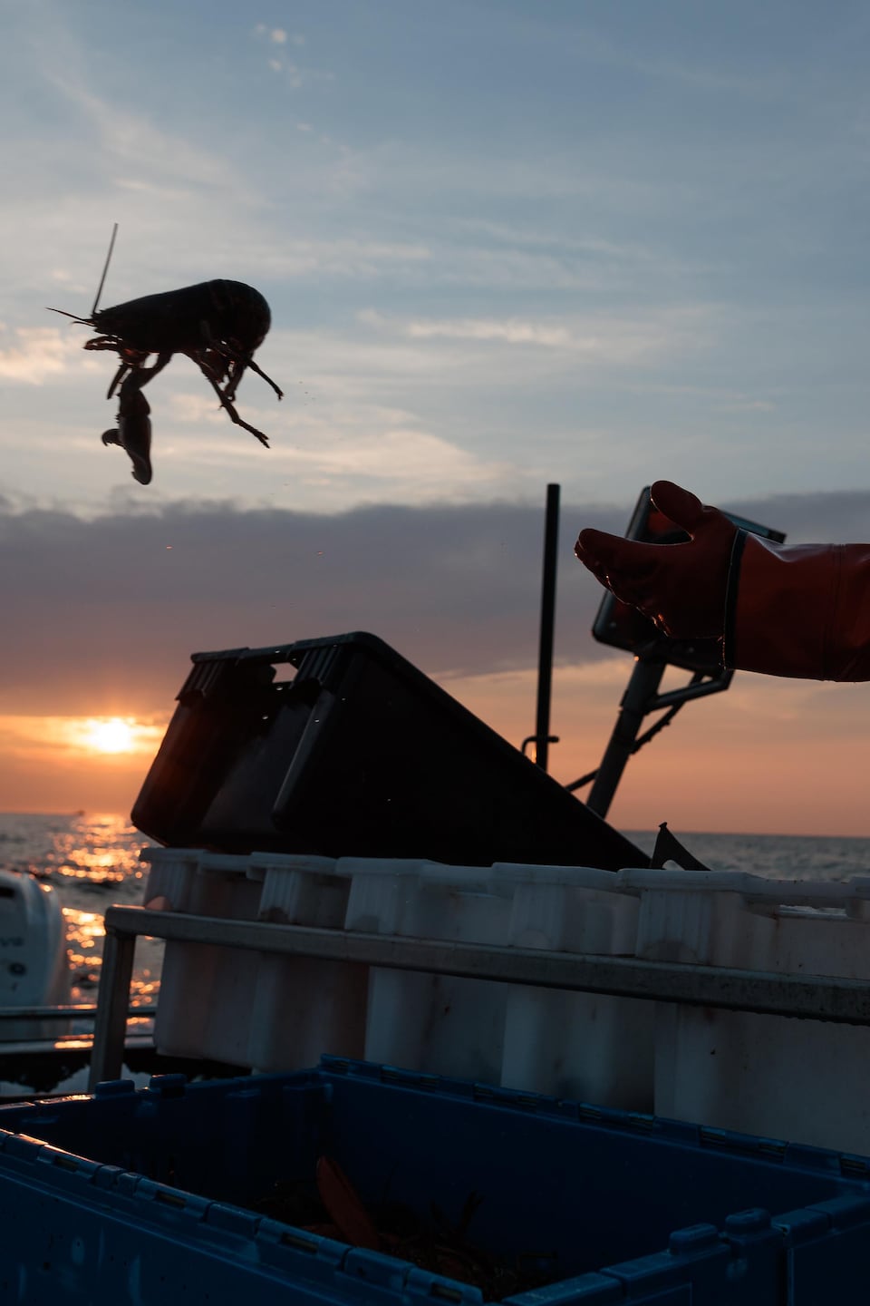 Un homme lance un homard à la mer alors que le soleil se lève.