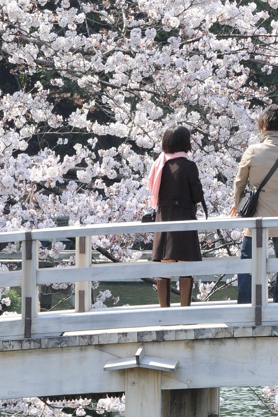 Un couple regarde les cerisiers en fleur sur un petit pont.