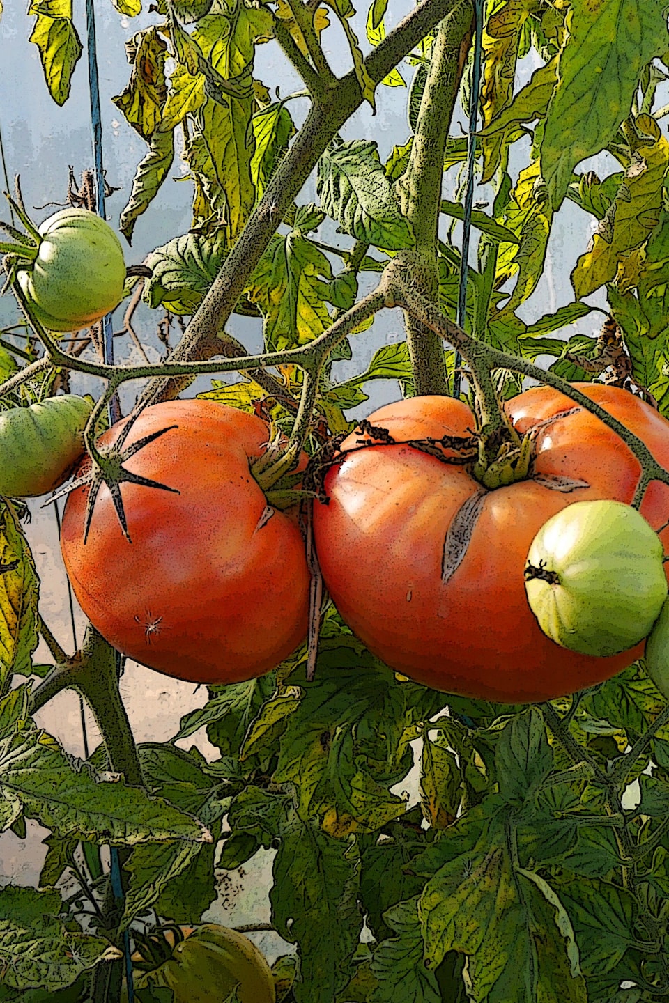 Des tomates poussent dans une serre.