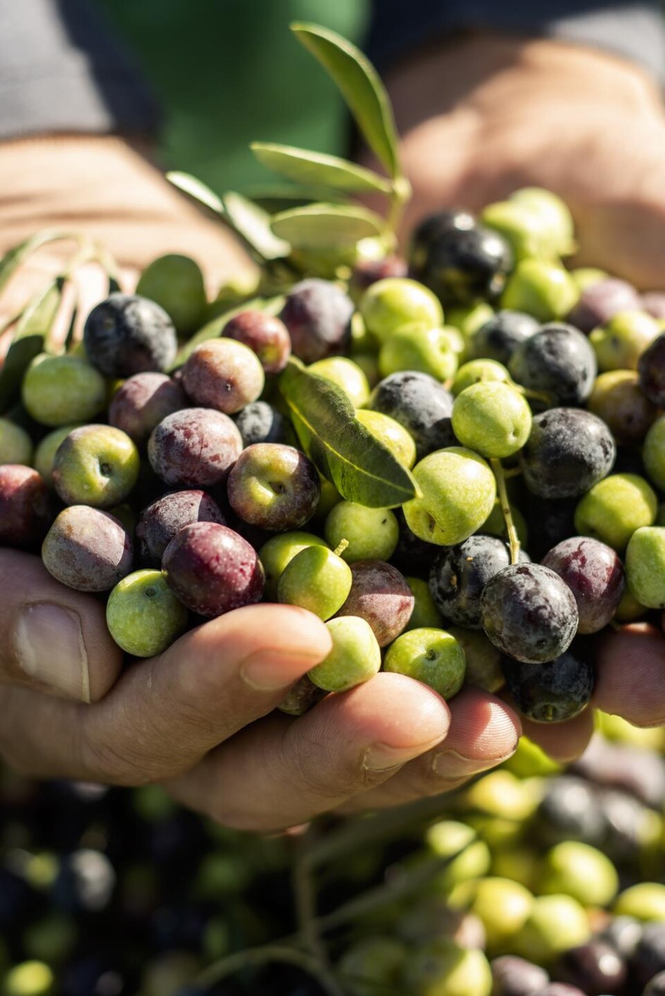 Des olives vertes et noires.