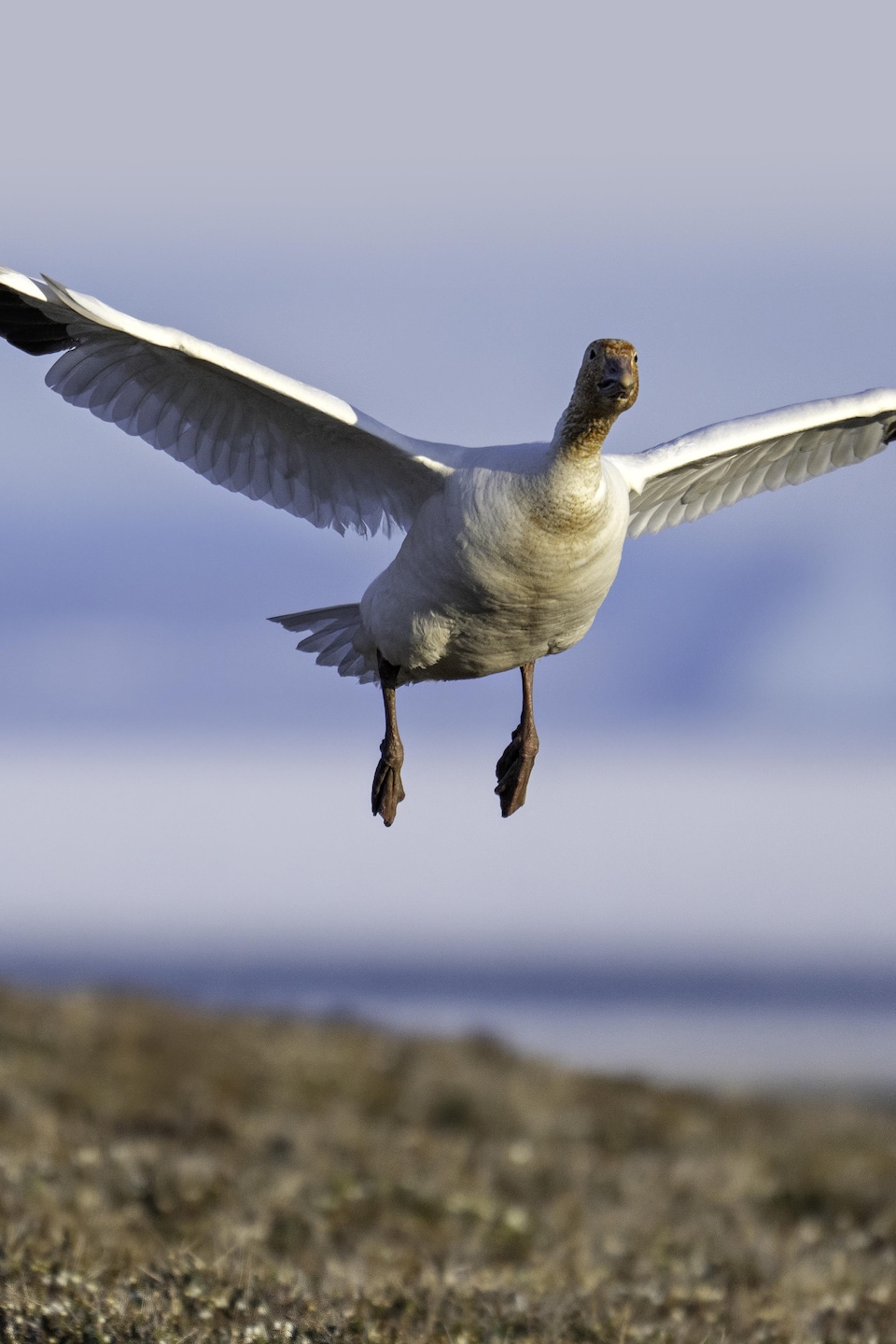 Une oie des neiges en train de s'envoler au Nunavut à l'été 2025.