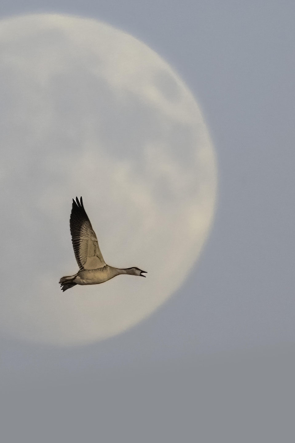 Une oie vole devant la Lune à l'arrière-plan.