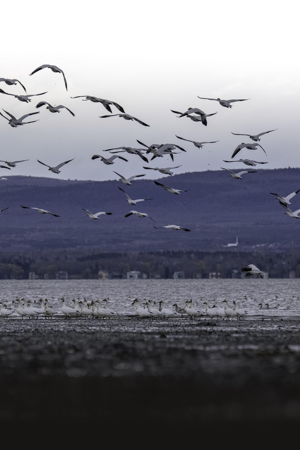 Des oies des neiges s'envolent au bord de l'eau à L’Isle-aux-Grues, au Québec, à l'été 2025.