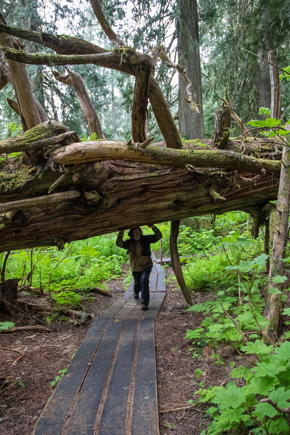 Nowell Senior se tient sous un énorme arbre renversé et fait semblant de le soutenir, dans le parc Chun T'oh Whudujut, en Colombie-Britannique, en juin 2022.