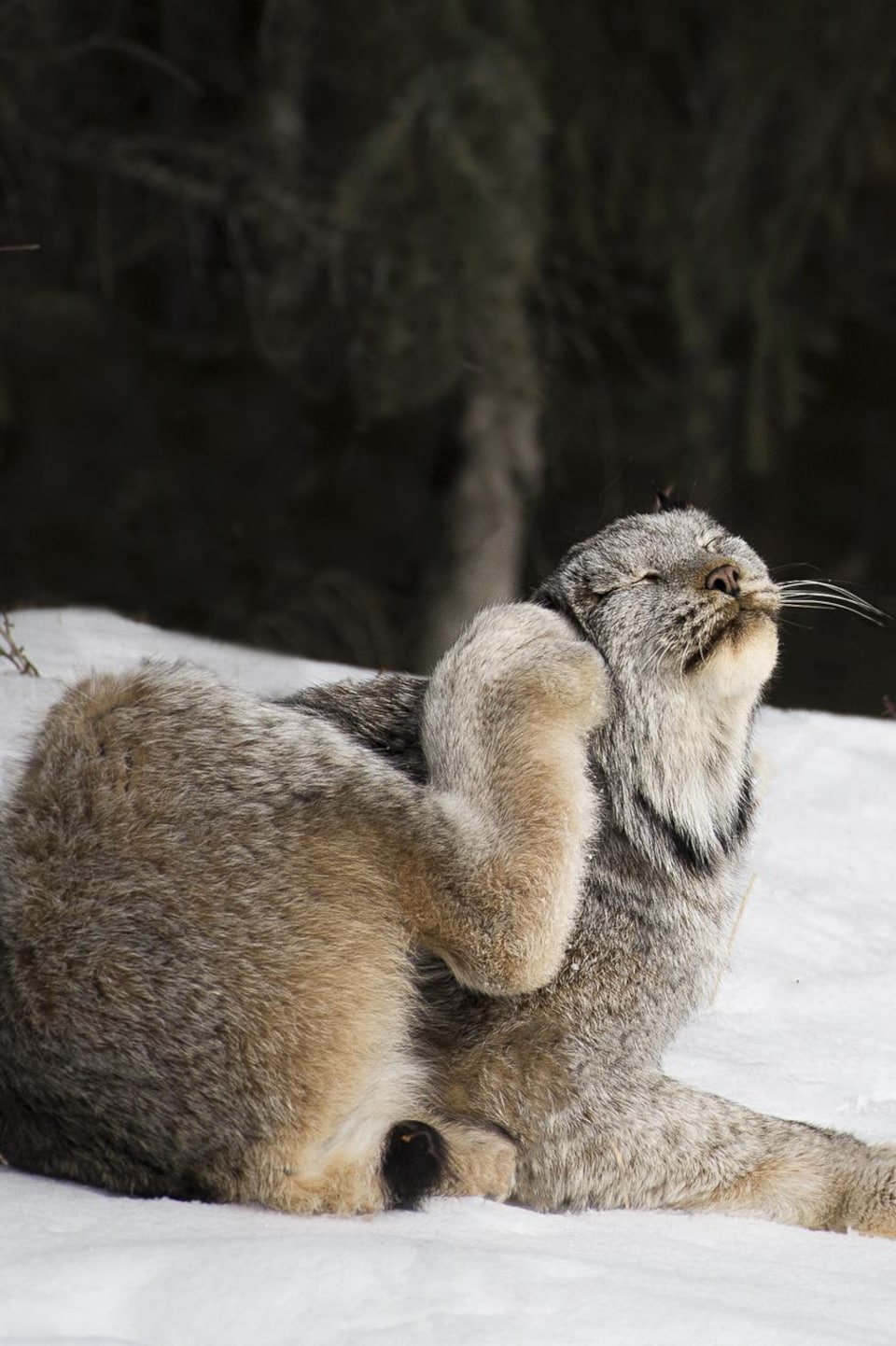 Derrière les clichés animaliers, une communauté de passionnés |  Radio-Canada.ca