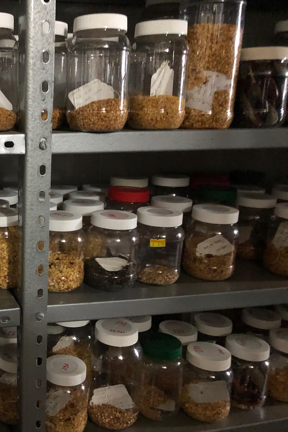 Des pots de semences de maïs de toutes sortes sur des étagères.