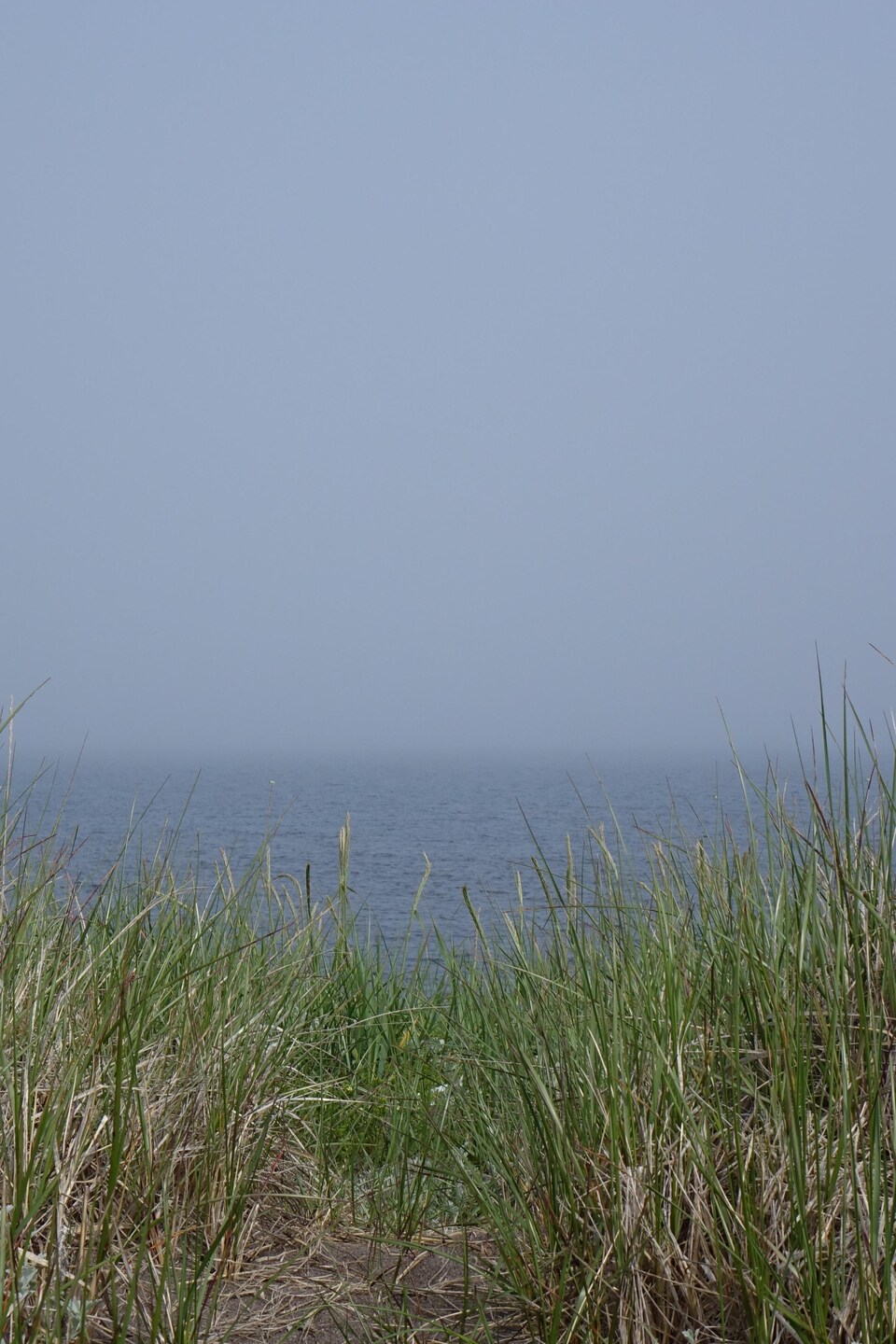 Paysage composé d'herbes hautes et au loin la mer. 