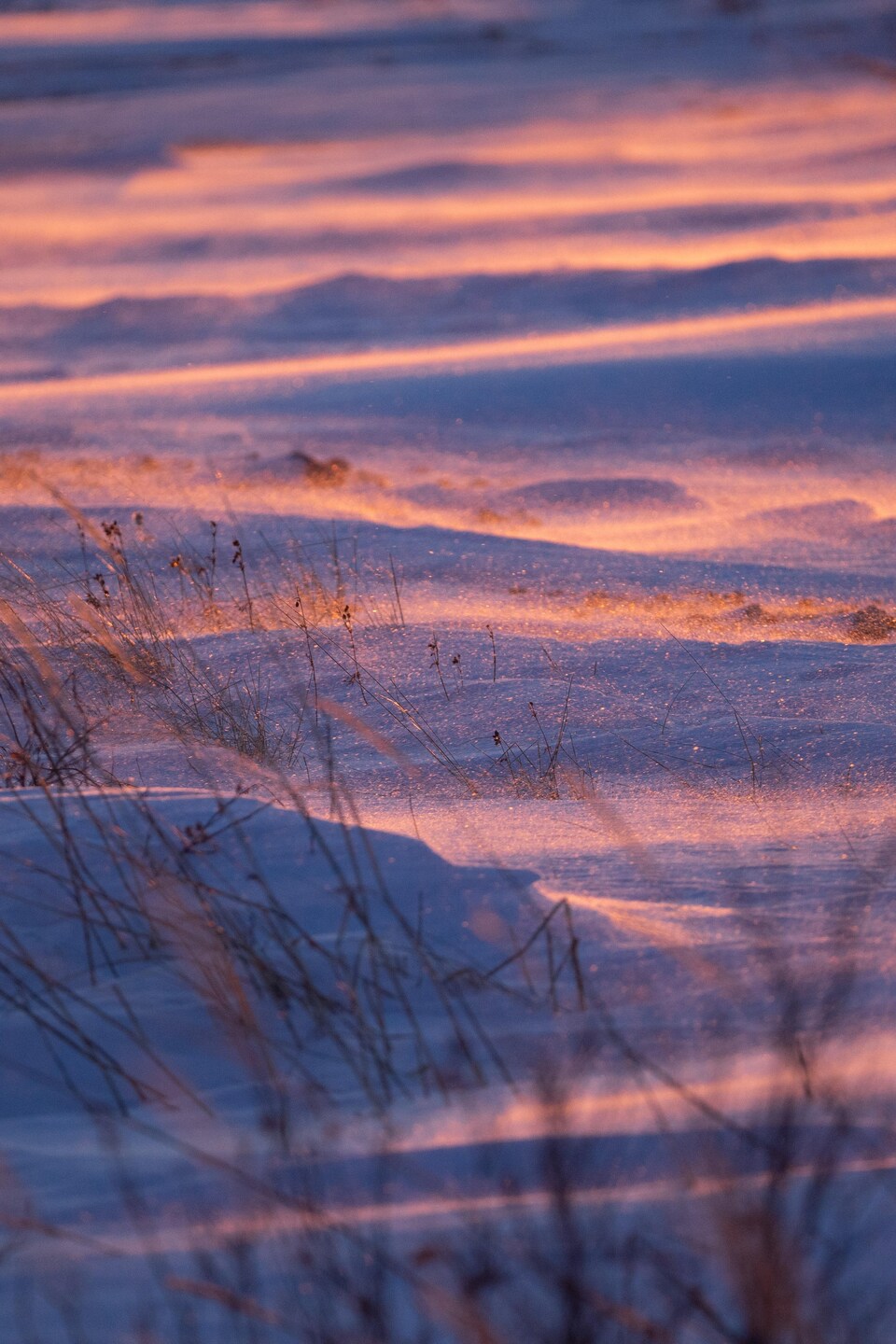 De la neige illuminée par un coucher de soleil.