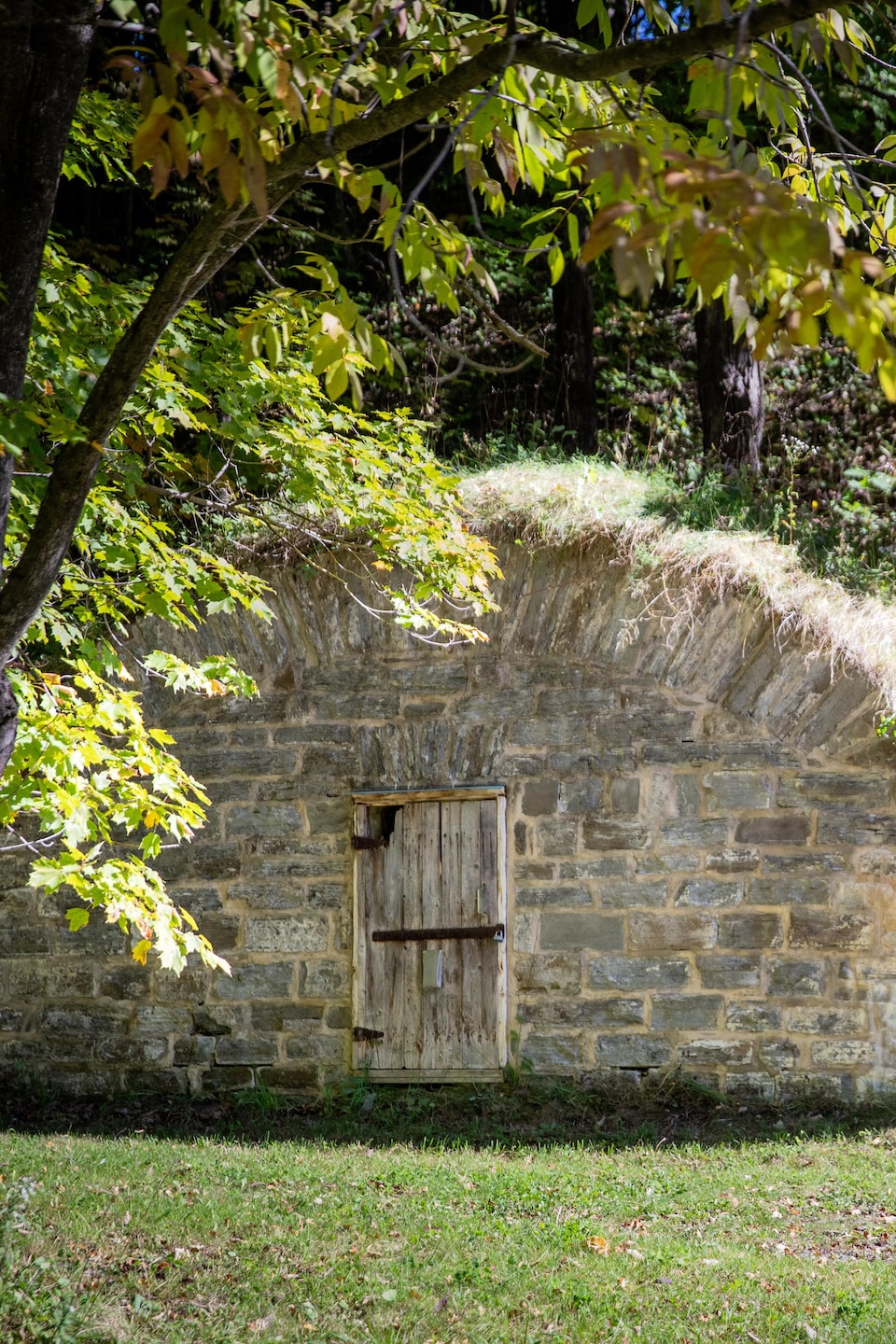 Une façade de cave à racine voûtée en pierre, dotée d'une porte en bois, s'encastre dans une colline sous des feuillages.